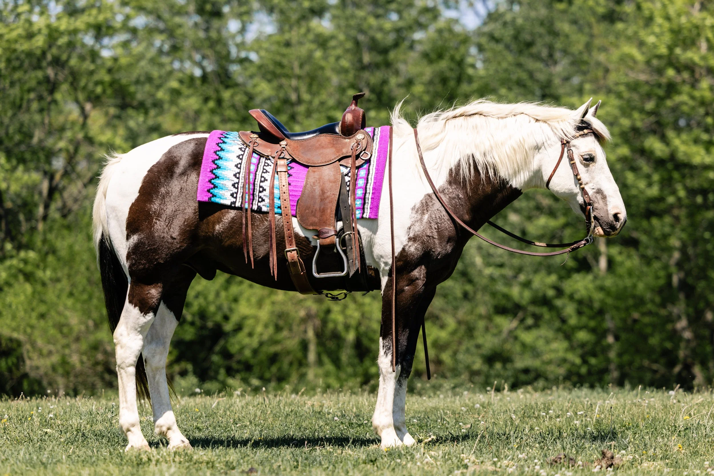 A white and brown paint horse with a colorful woven saddle blanket, standing in a grassy field with green trees in the background.