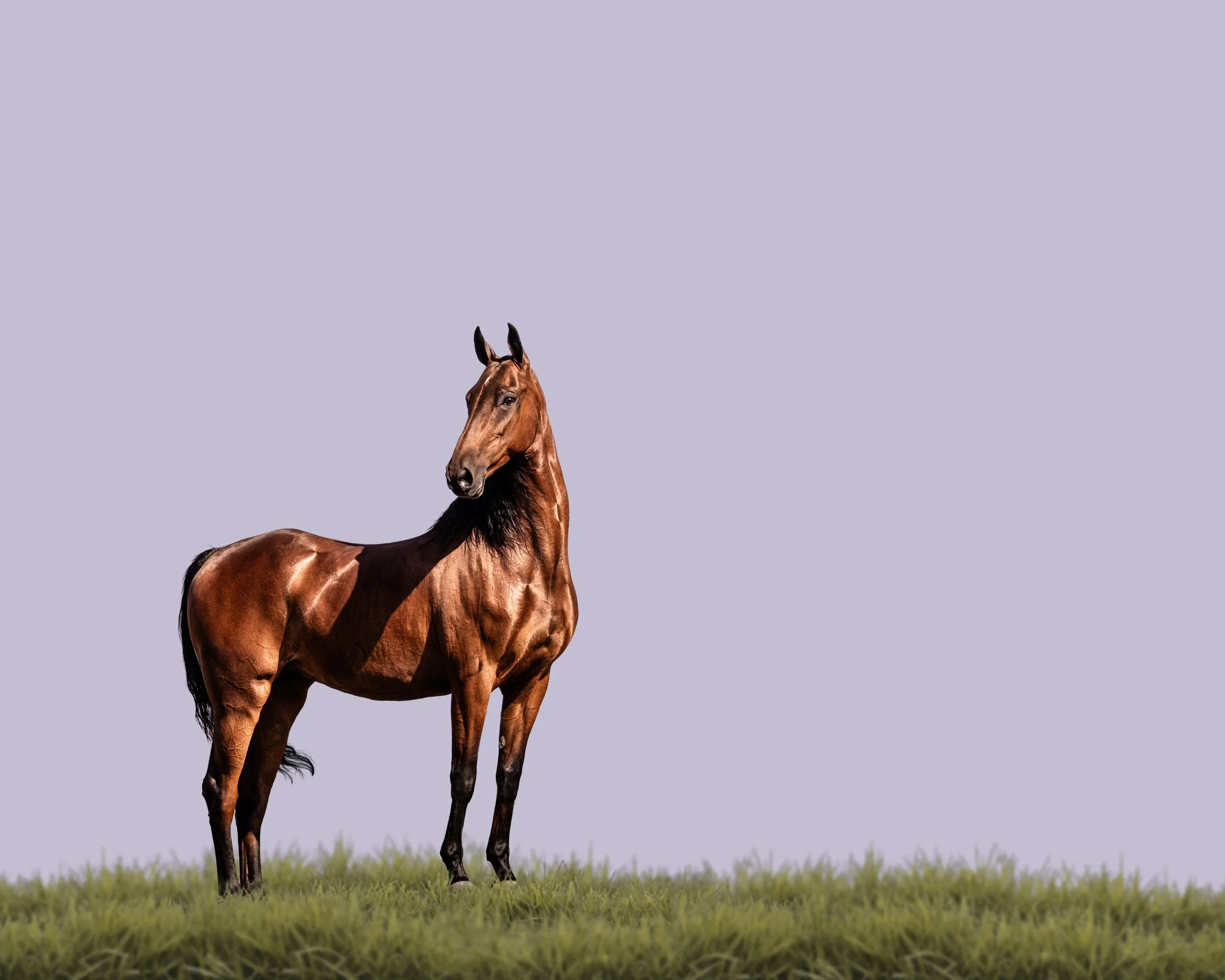 A brown horse standing on green grass against a plain, light purple sky.
