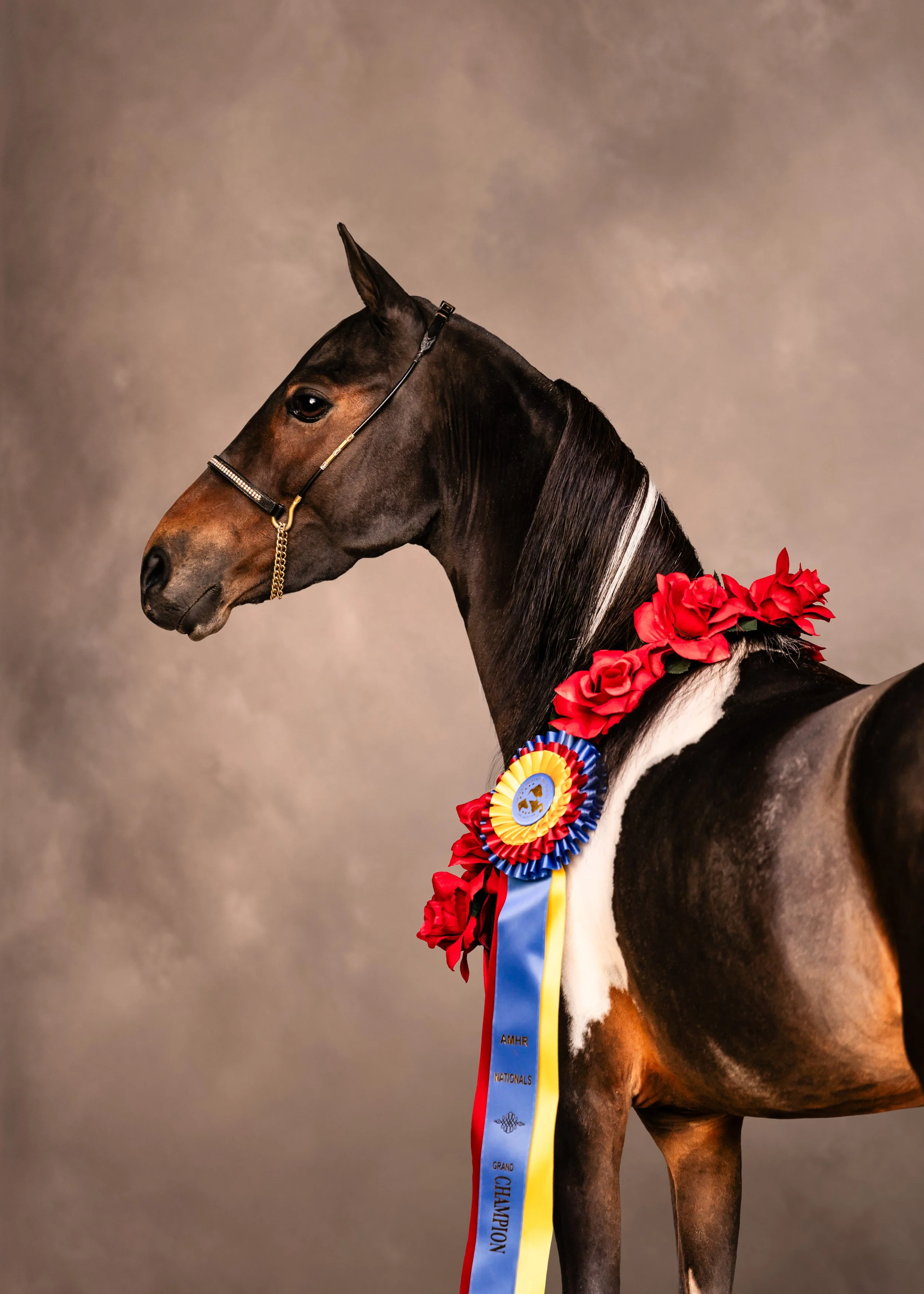 A dark brown horse with a black mane and tail wearing a red flower necklace and a blue, yellow, and red rosette ribbon that says "Grand Champion" around its neck, against a plain, gray background.