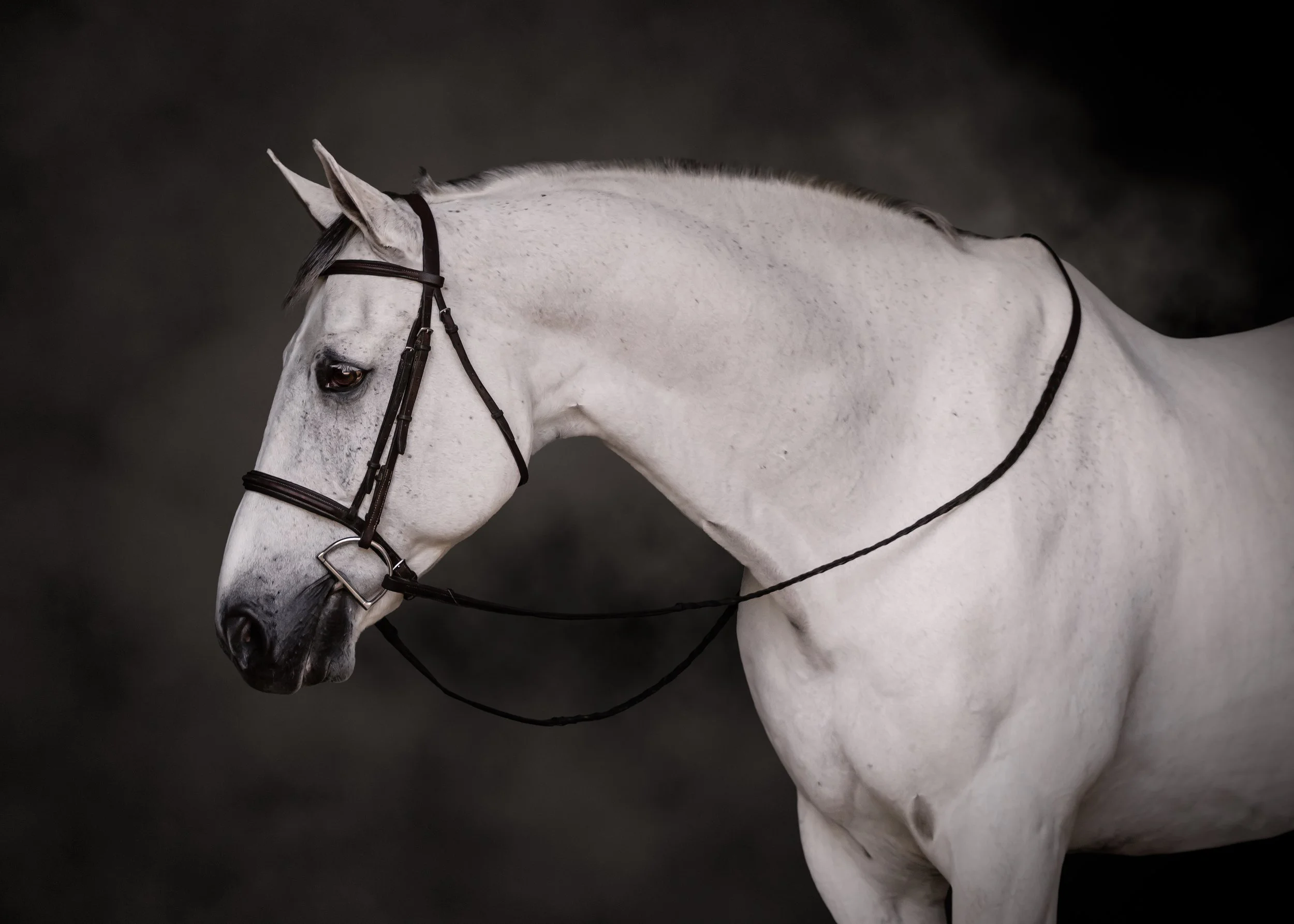 A white horse wearing black bridle and reins against a dark background.