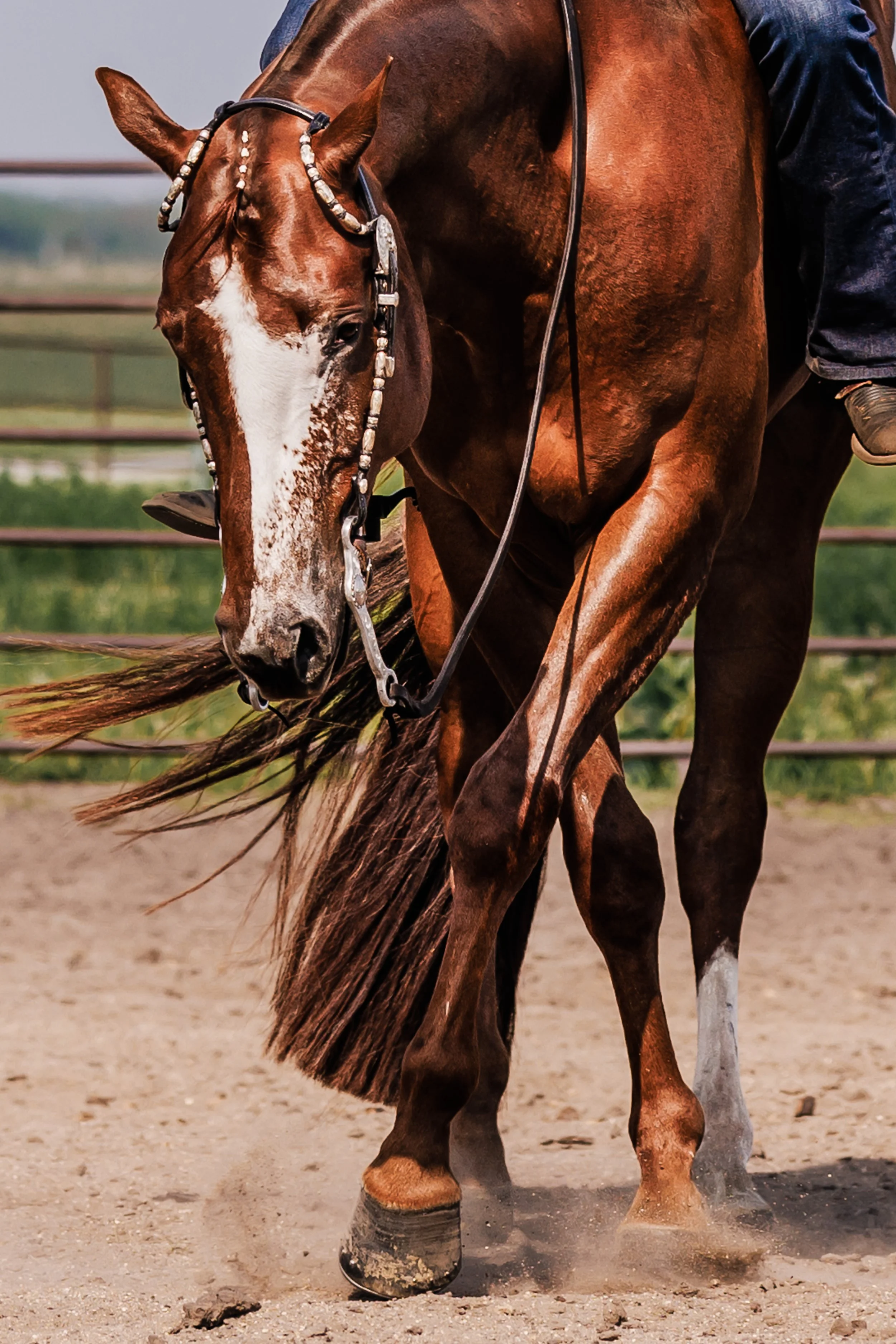 A brown horse with a white face marking, ridden by a person, is sweeping the ground with its tail while trotting on a dirt track. The horse is wearing a bridle with a beaded browband.