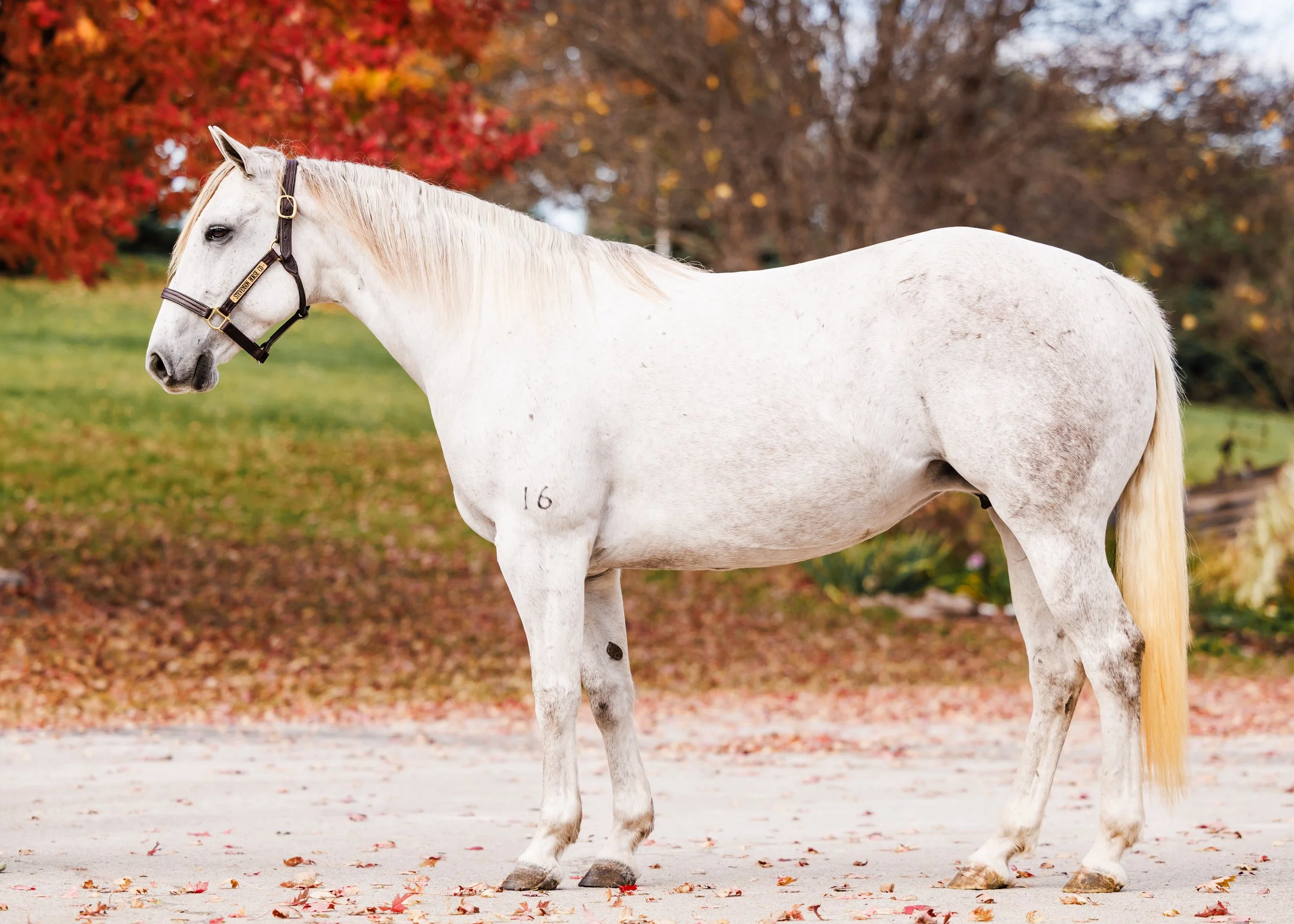 A white horse standing outdoors on a dirt surface with fallen leaves, trees with autumn foliage in the background.