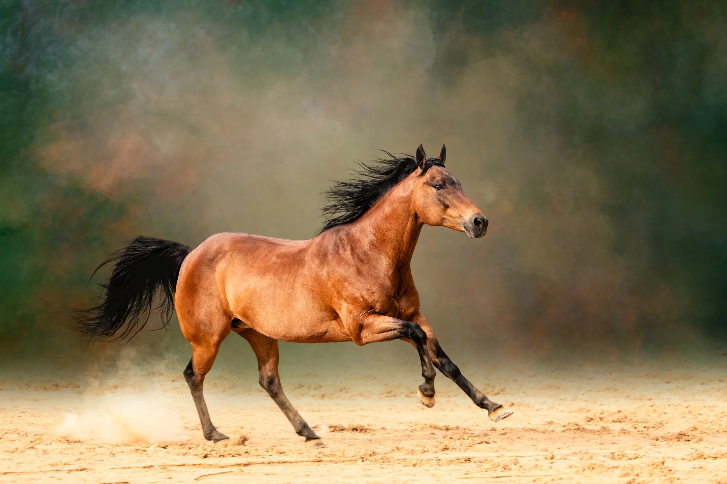 A brown horse running on sandy ground with a blurred green and brown background.