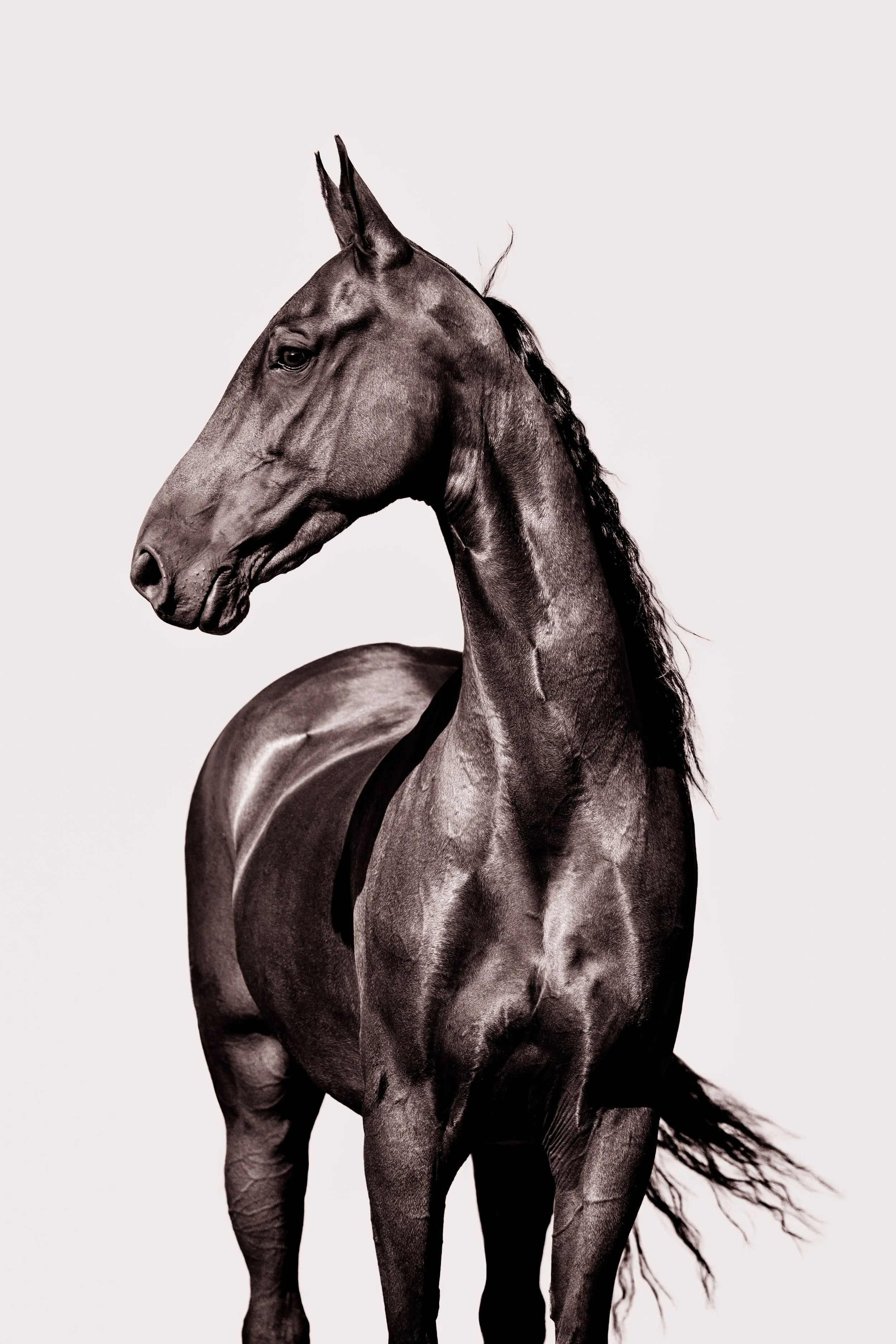 A black and white photo of a horse with a sleek, muscular build, standing against a plain background.