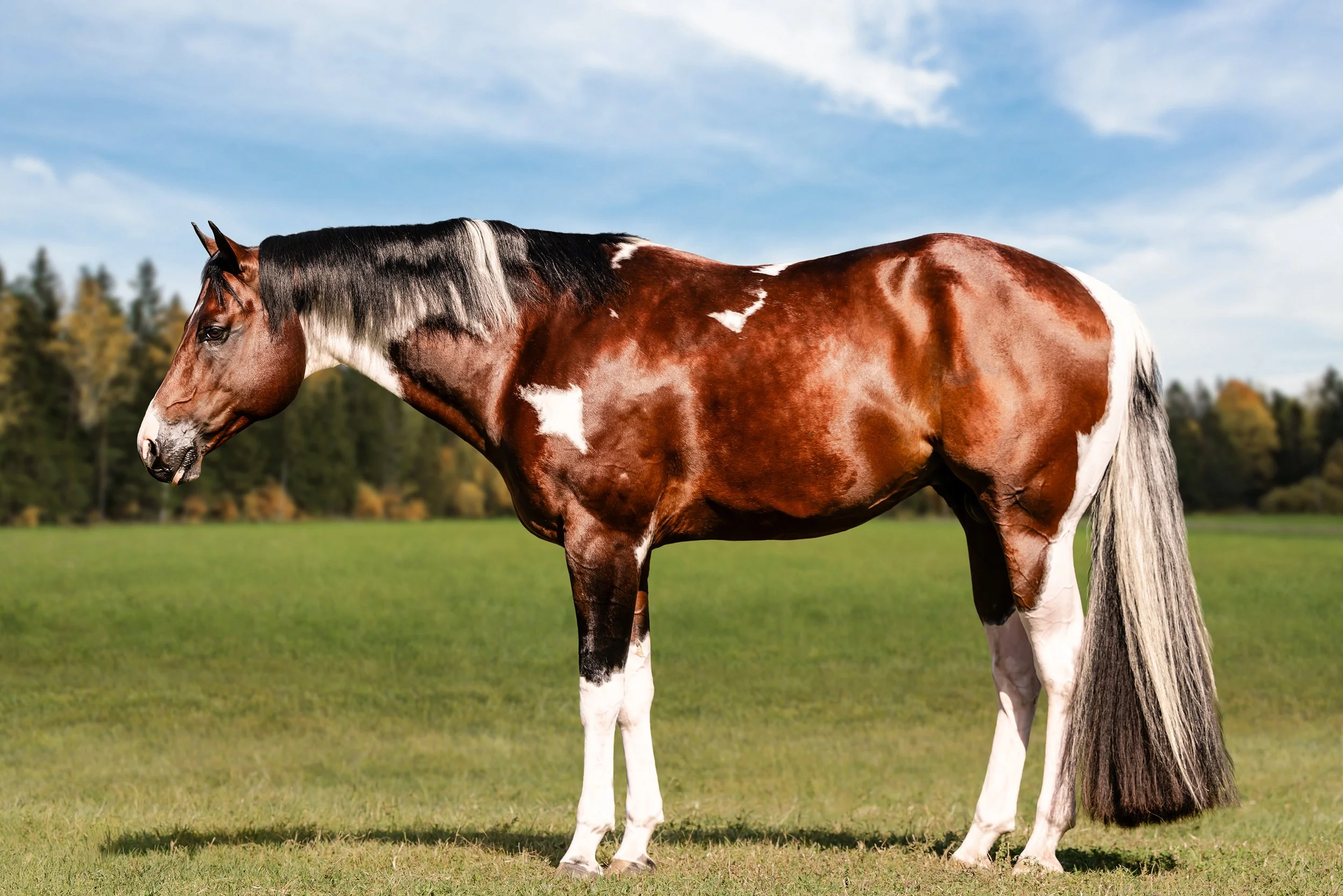 A brown and white paint horse standing on green grass with a background of trees and a partly cloudy sky.