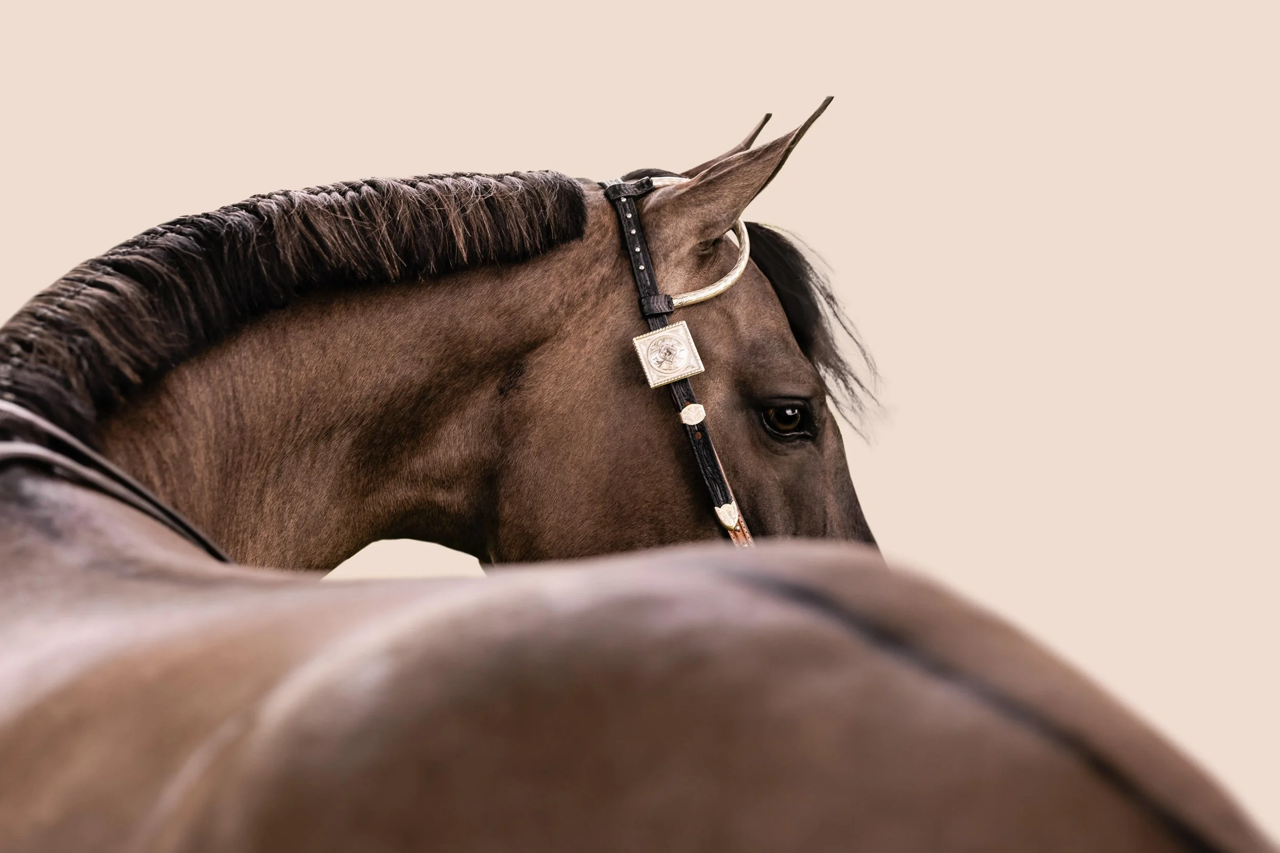 Close-up of a brown horse's head with a black mane and a silver and black bridle against a beige background.
