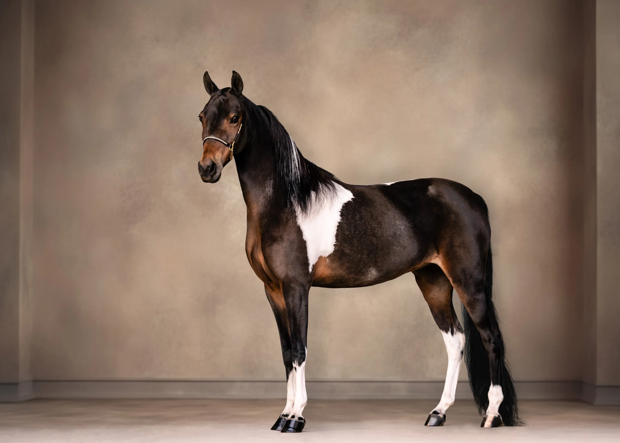 A black and white horse standing indoors against a plain, beige backdrop.