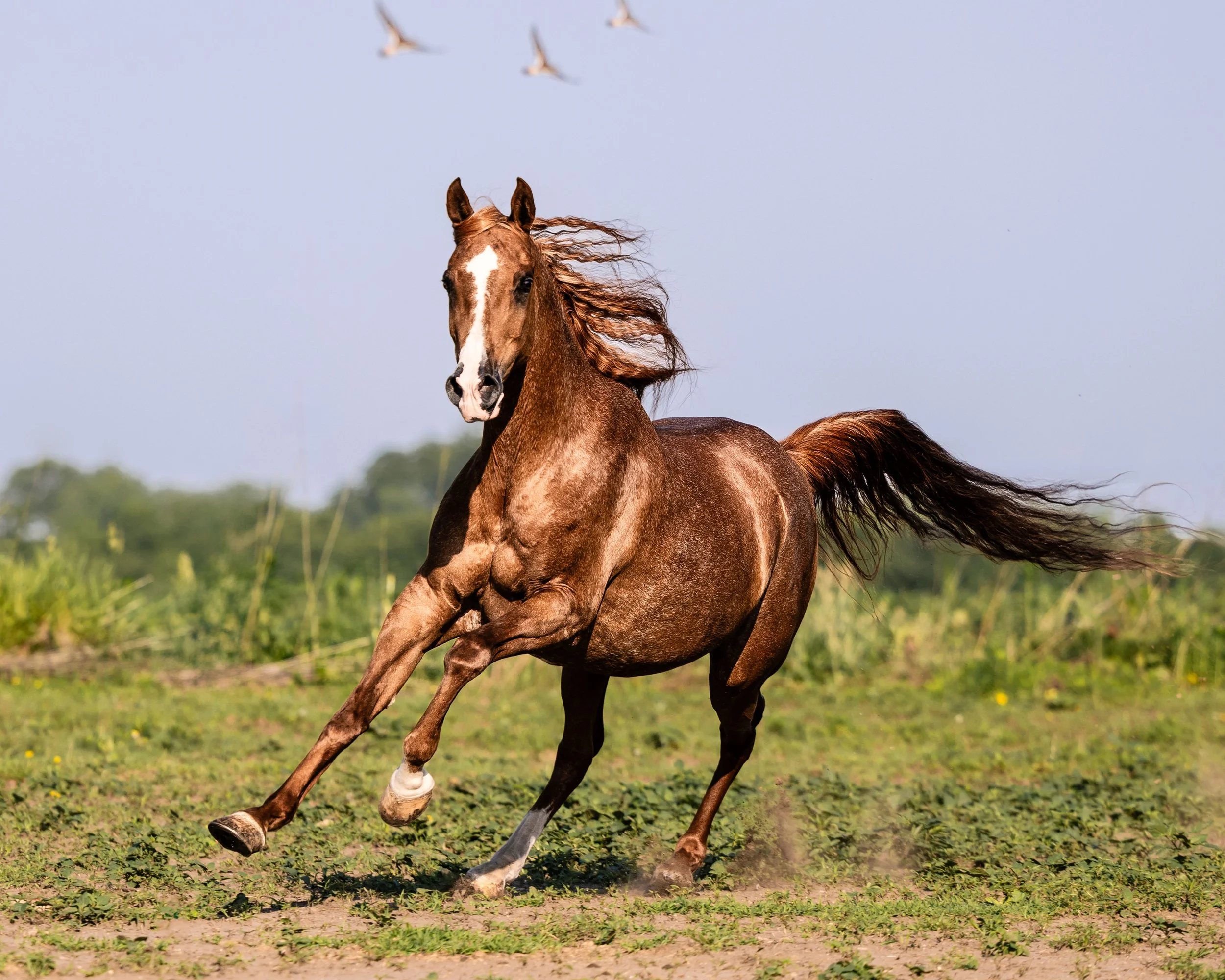 A brown horse with a white facial marking running on a grassy field with a blue sky and a few birds flying in the sky.