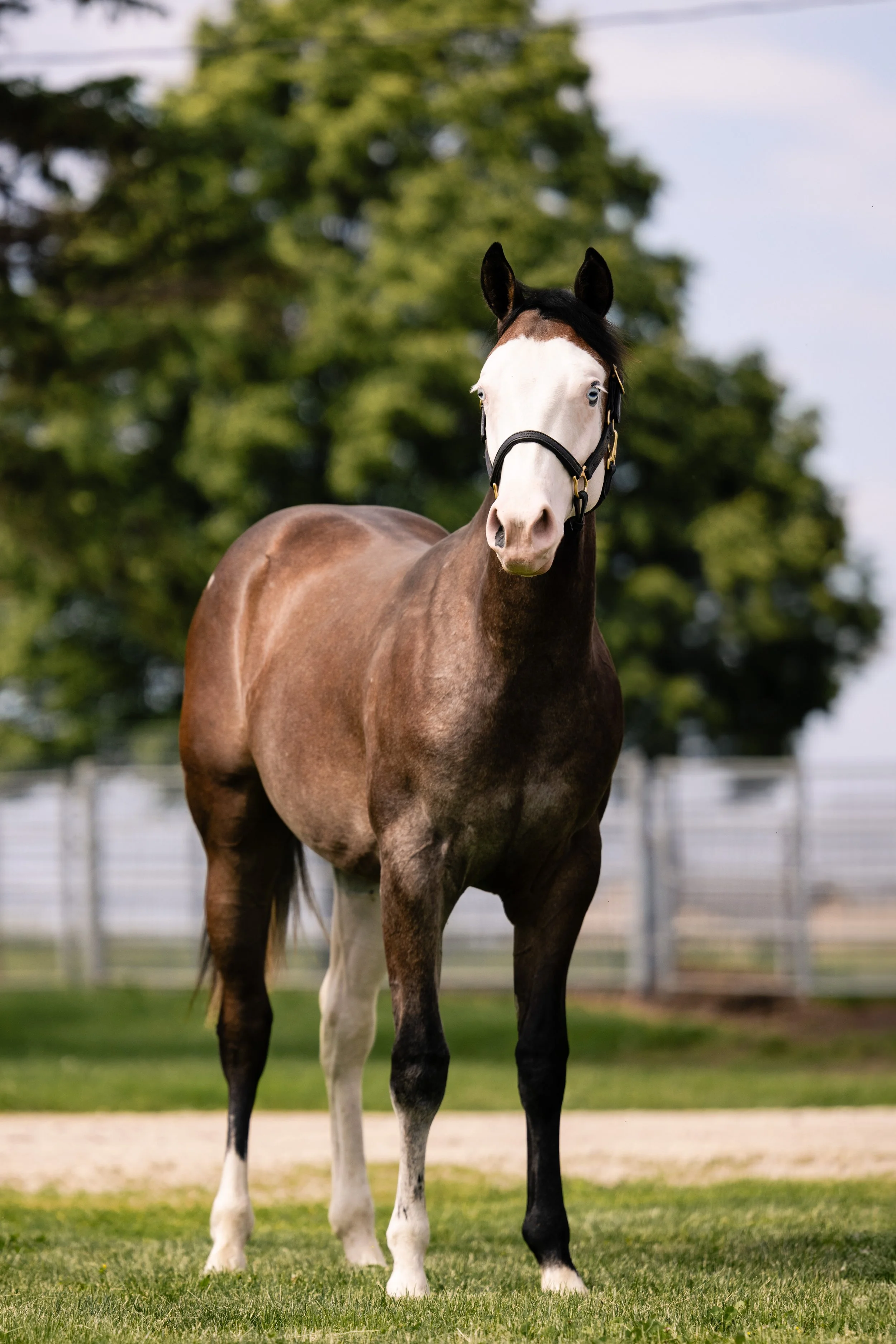 A brown and white horse standing on green grass in an outdoor enclosure with trees in the background.