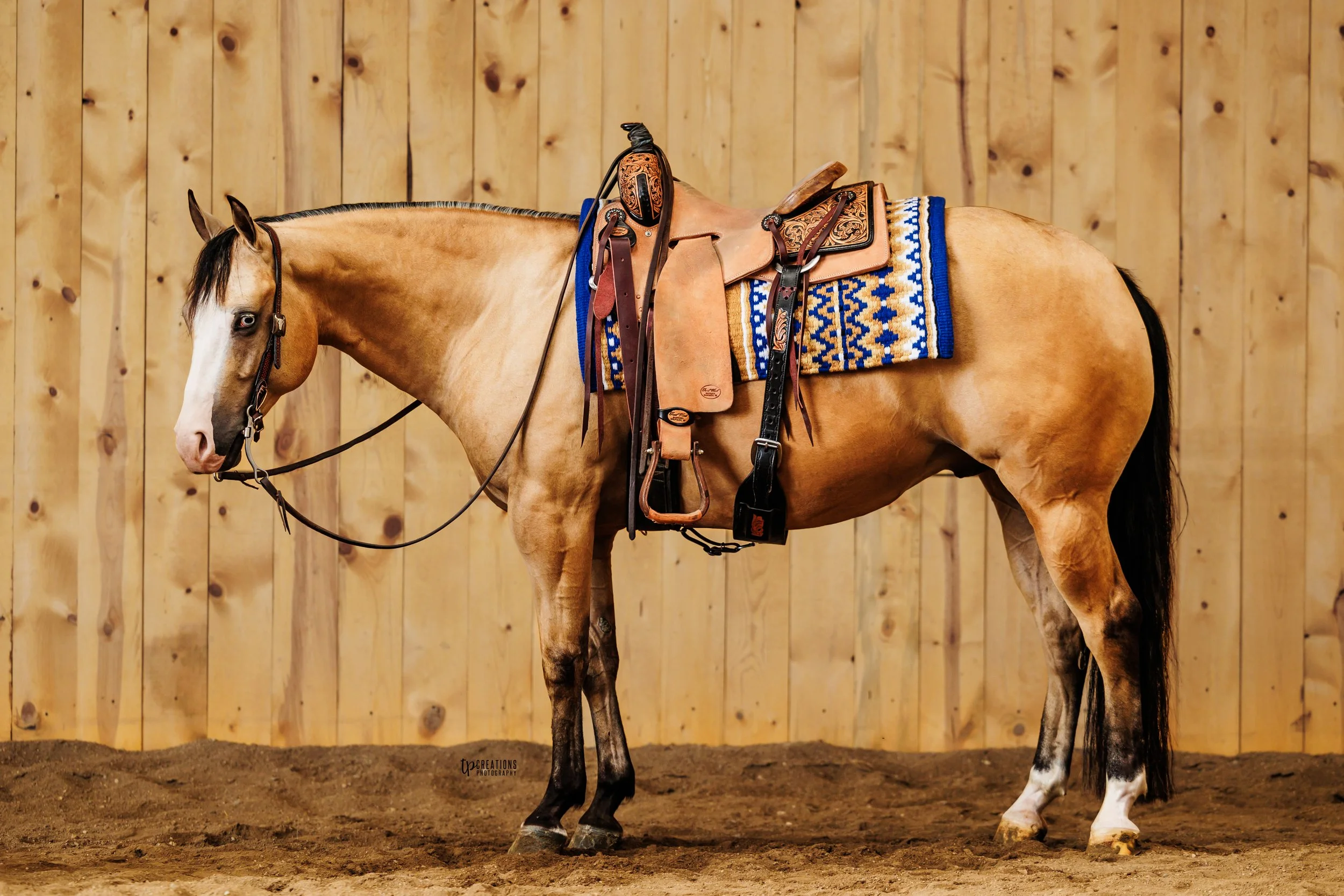 A tan horse with a black mane and tail standing in a wooden enclosure with brown dirt ground. The horse has a blue and white woven saddle blanket, leather saddle, and bridles.