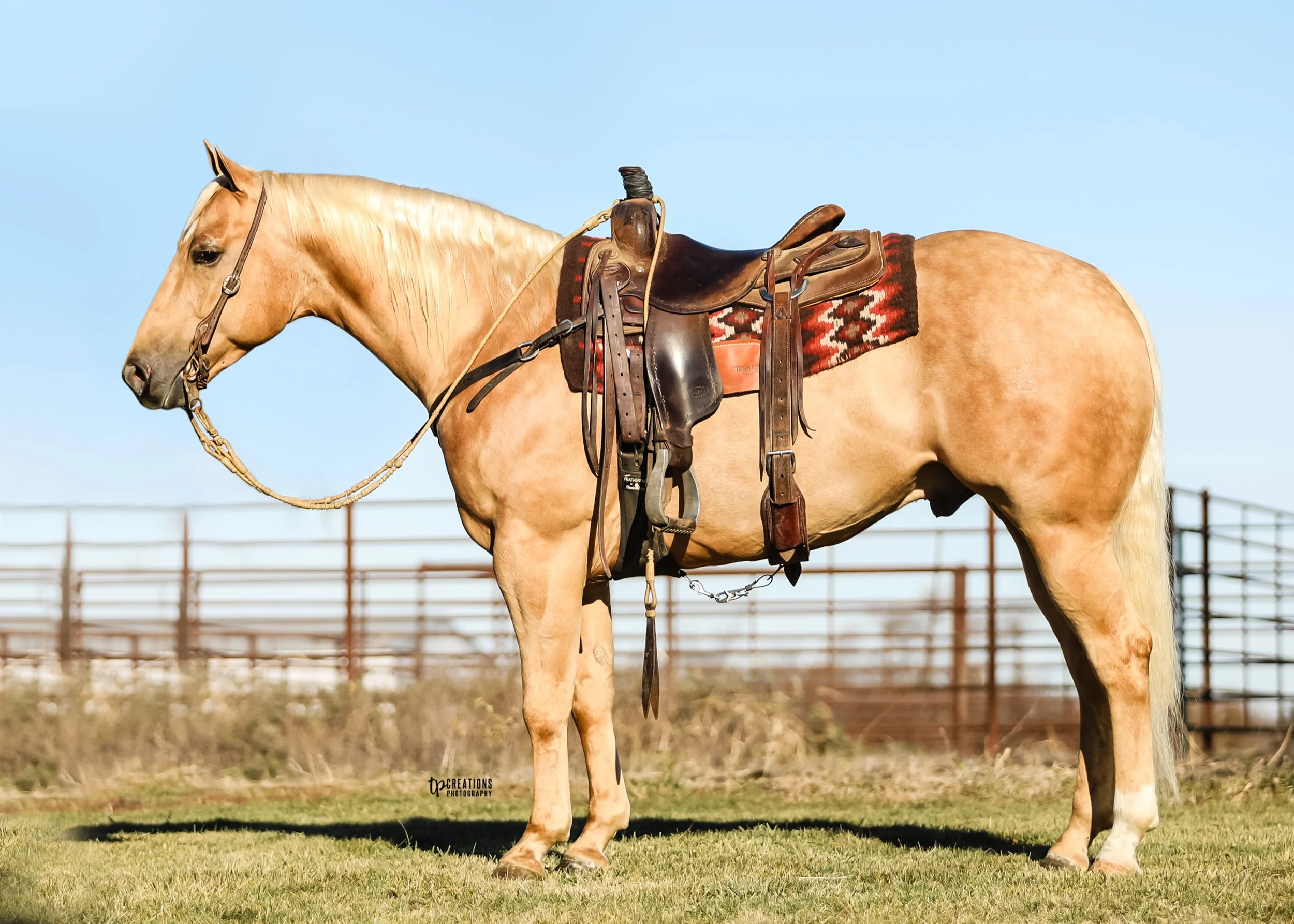 Palomino horse equipped with western saddle, saddle blanket, and bridle standing on grassy field with fence in background.