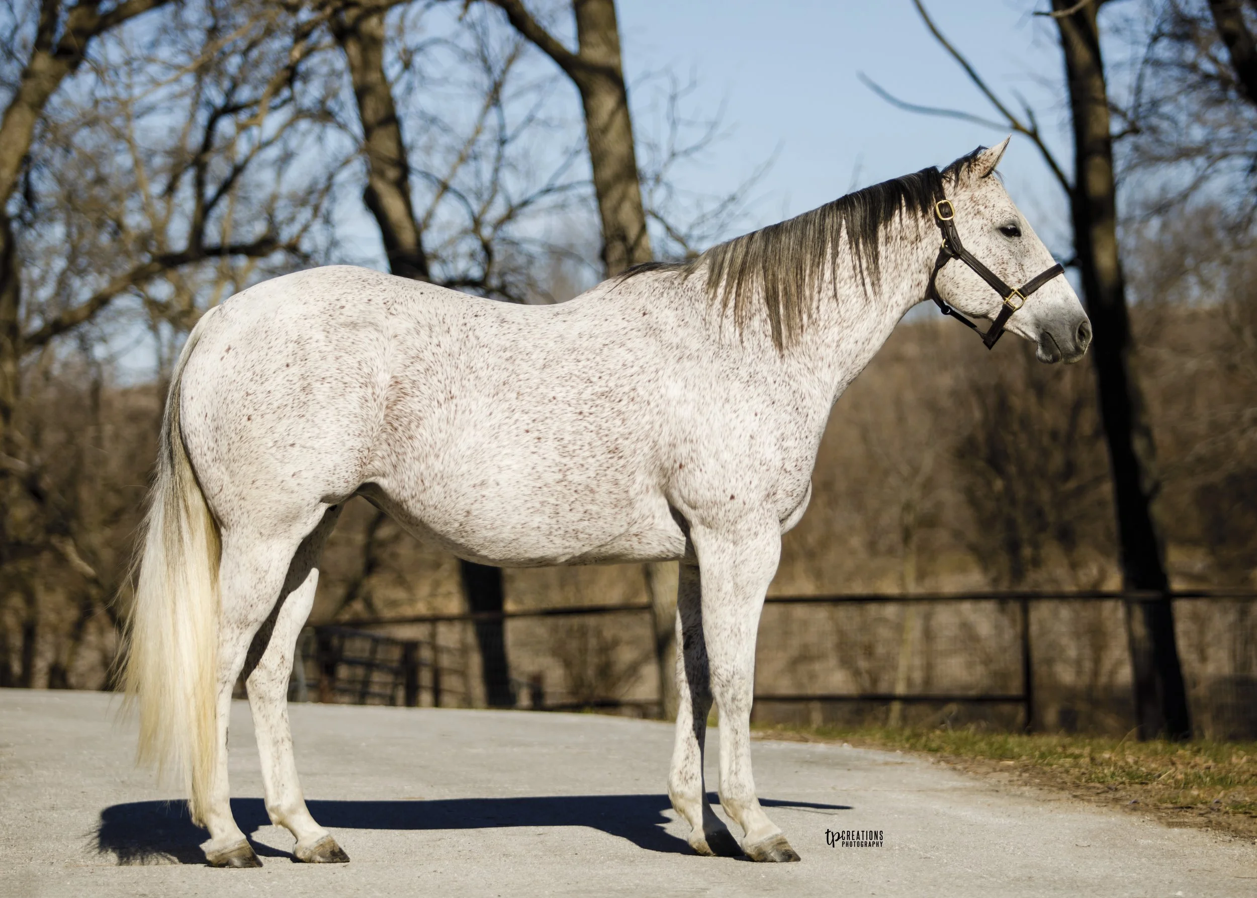 A white horse with gray speckles stands on a paved path in a wooded area with leafless trees, during daytime.