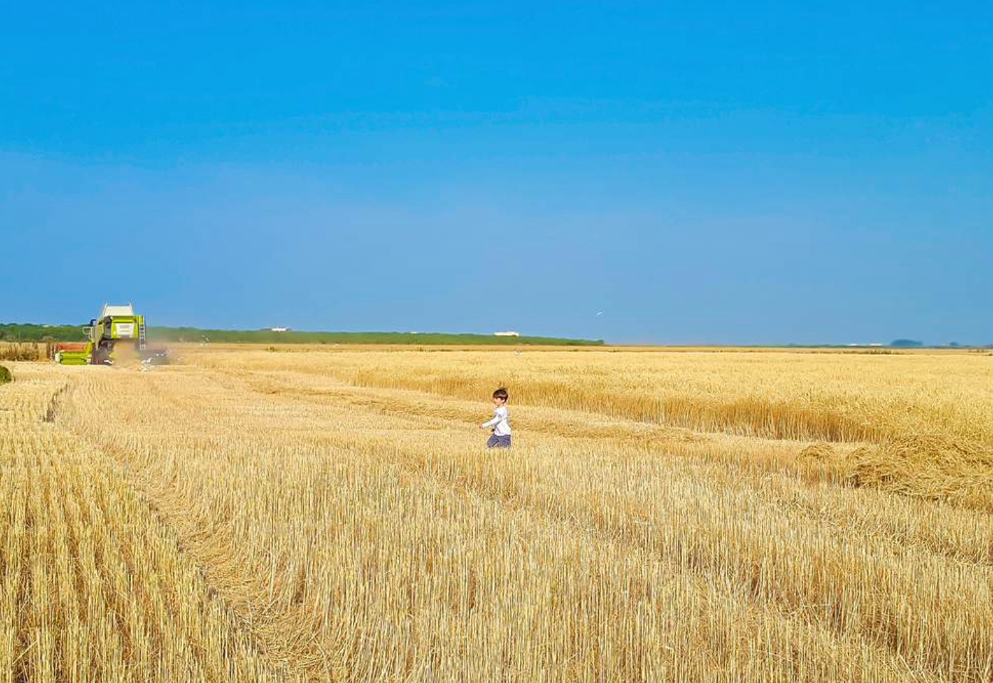 Italian Wheat Puglia Senatore Cappelli