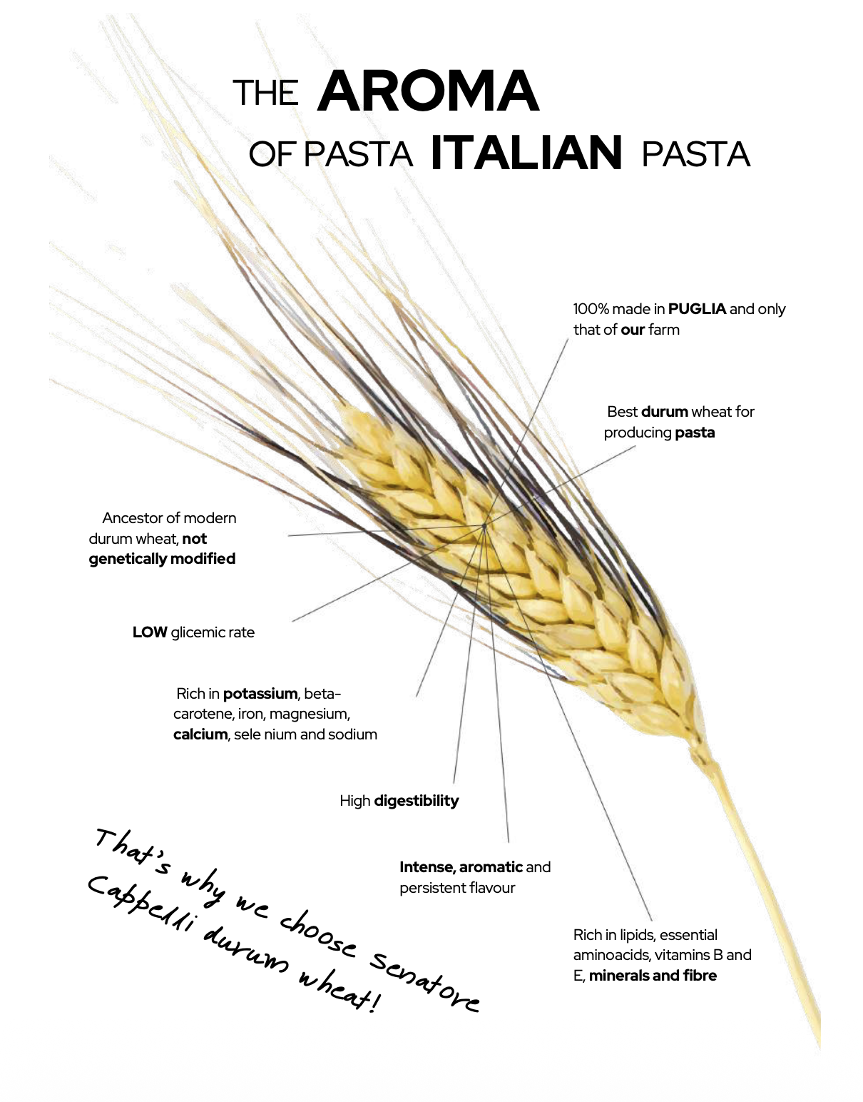 Italian Wheat Puglia Senatore Cappelli