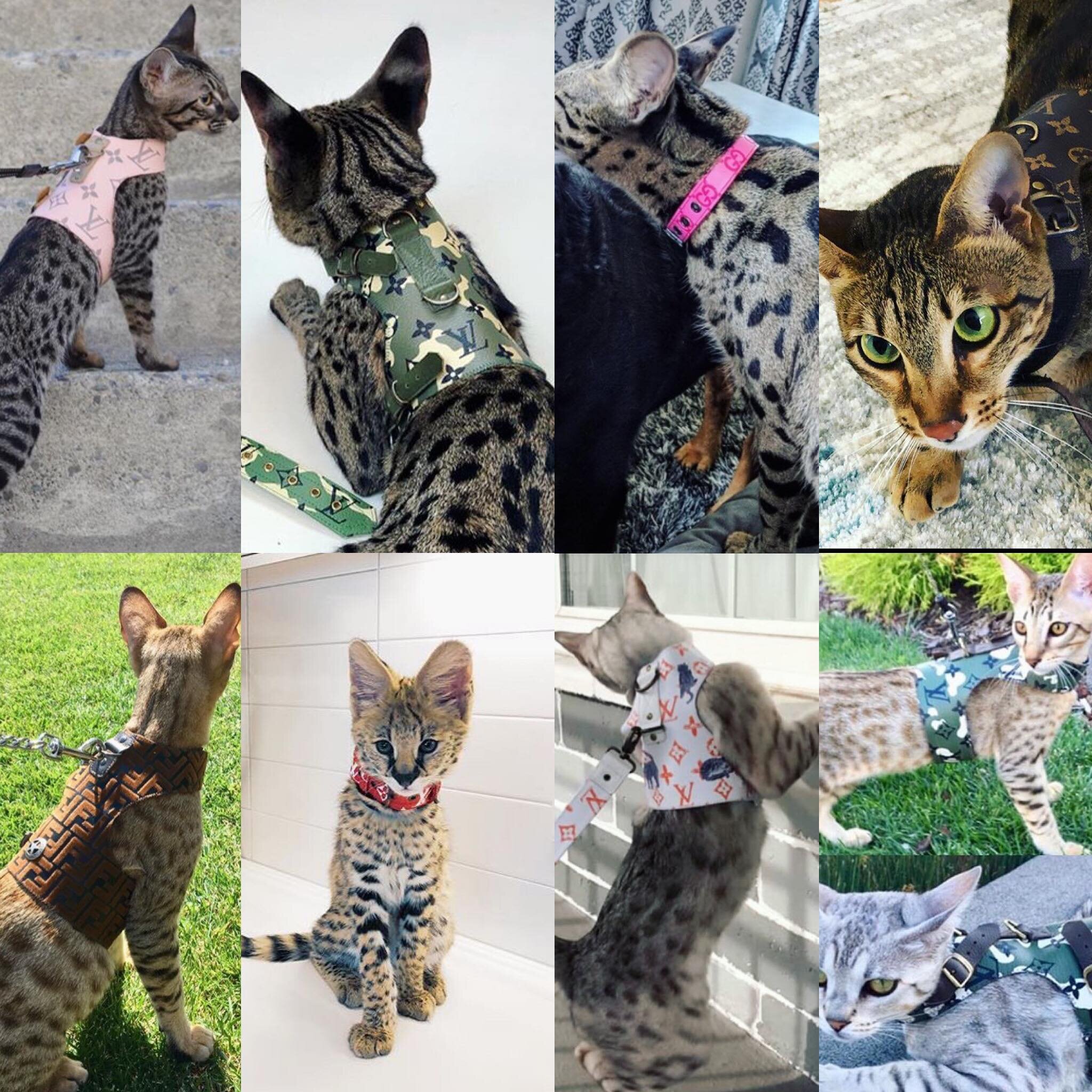 Savannah Cat Harness