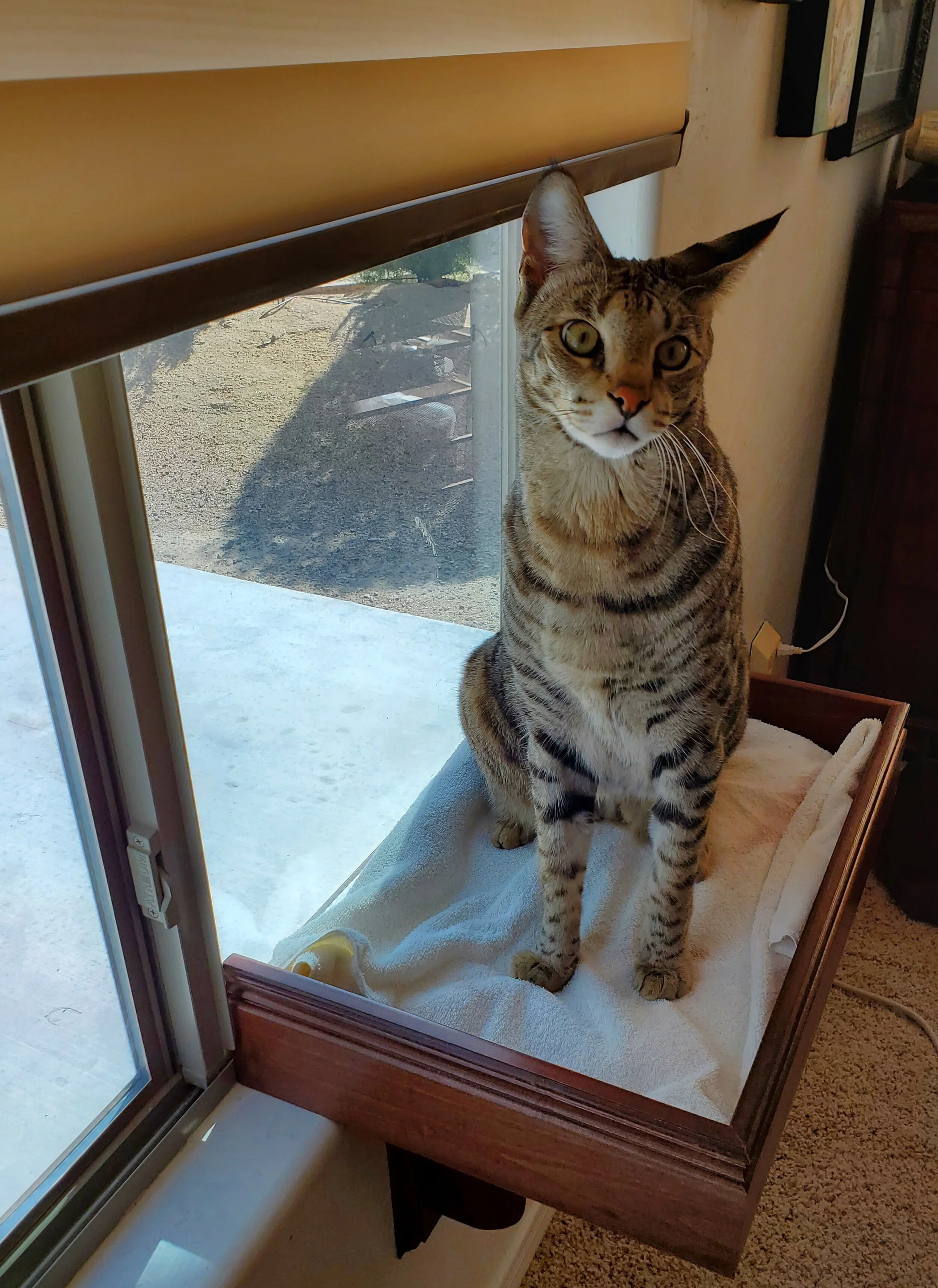 DIY: How to Make Your Own Cat Window Shelf