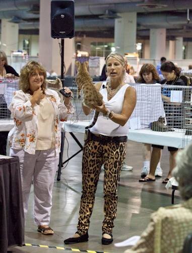 Pam Flachs (Clos du Chat) holds a kitten for the Savannah-Rama being judged by Francine Hicks