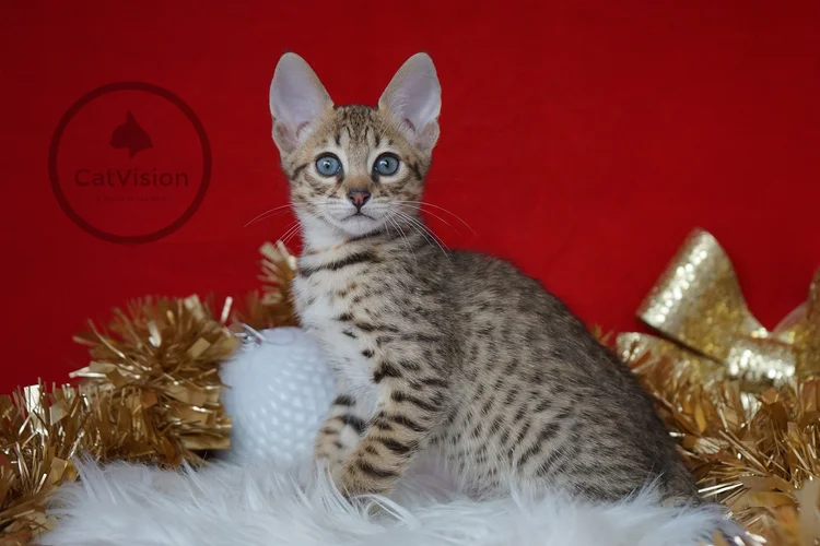 What Do Breeder Cats Act Like: Surprising Traits Revealed