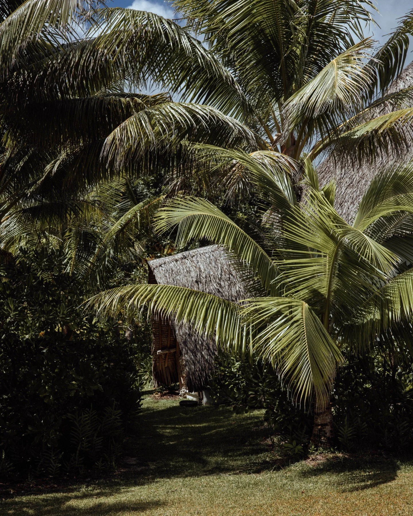 Among the palms and ancient winds, keeping the stories of the land alive.

Photo credit : @tinihau.b

#island #frenchpolynesia #raiatea