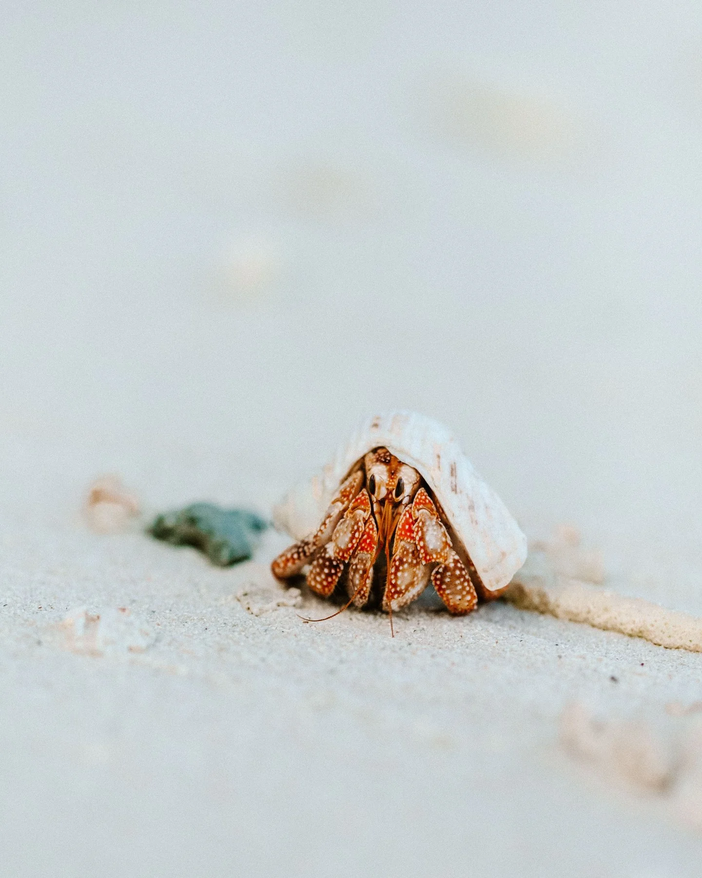 Tiny guardian, walking softly across the sand, one step at a time.

Photo credit : @tinihau.b

#island #frenchpolynesia #raiatea