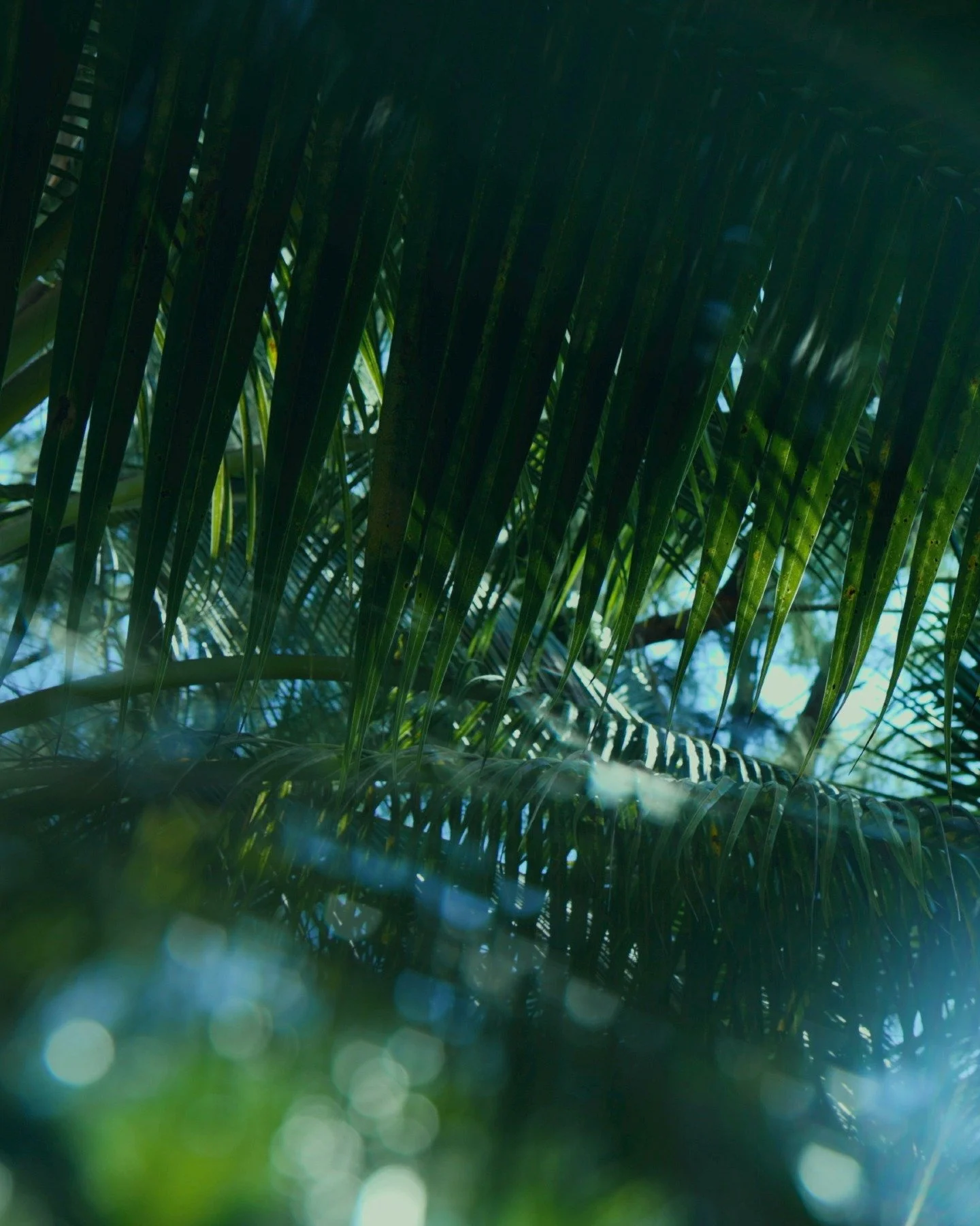 Shade, breath, a quiet abundance that needs no words.

#island #frenchpolynesia #raiatea