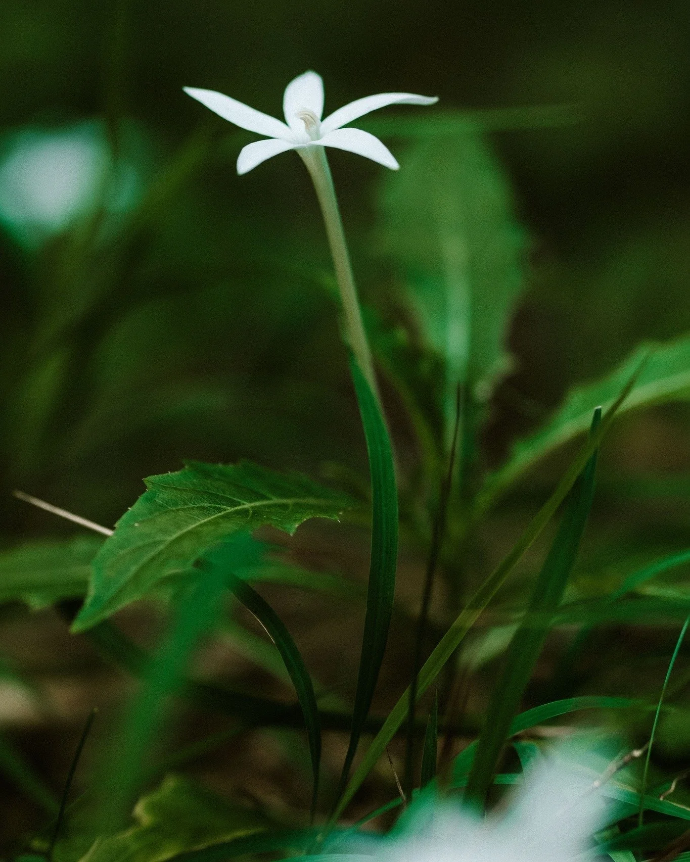 A fleeting bloom, deep in the forest&hellip; soft, rare, almost sacred.
On Motu Nao Nao, beauty reveals itself only to those who wander with intention.

Photo credit : @tinihau.bertho

#island #frenchpolynesia #raiatea