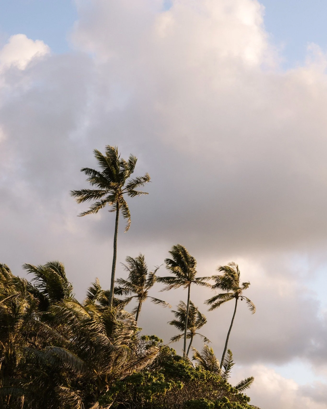 Golden light, restless palms, a sky that can't make up its mind.

Photo credit : @tinihau.bertho 

#island #frenchpolynesia #raiatea
