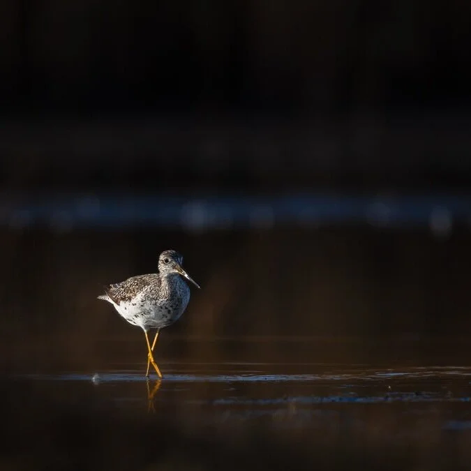 Greater Yellowlegs I