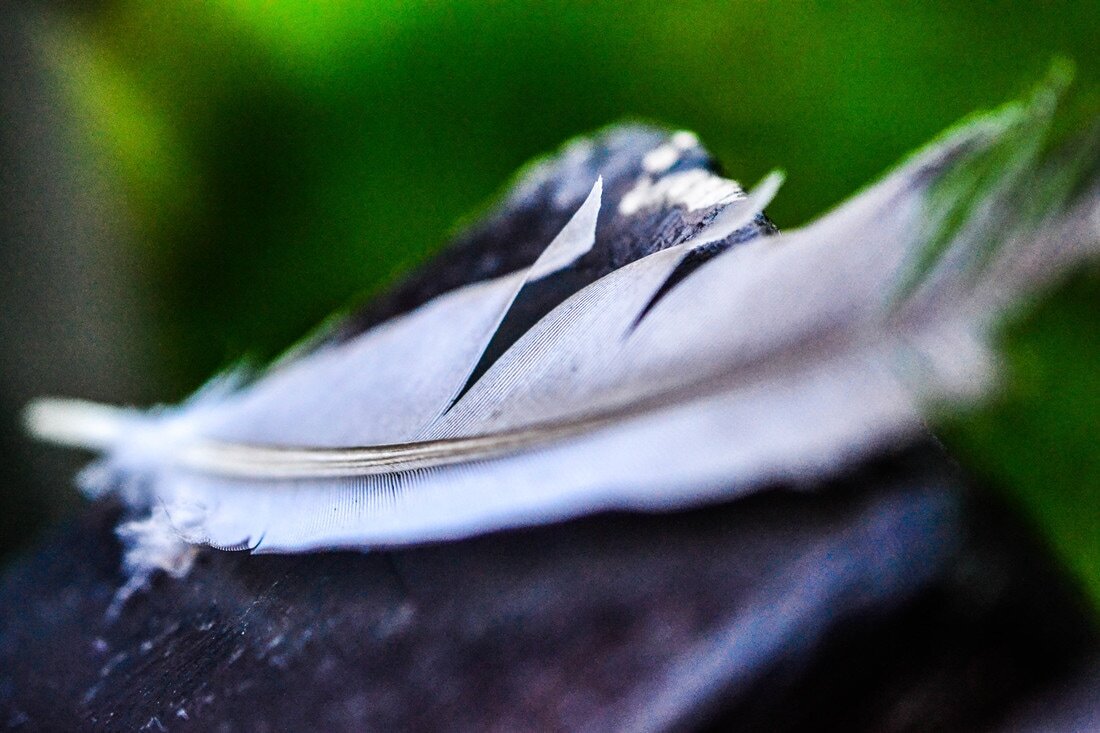 perfection-feather_orig.jpg