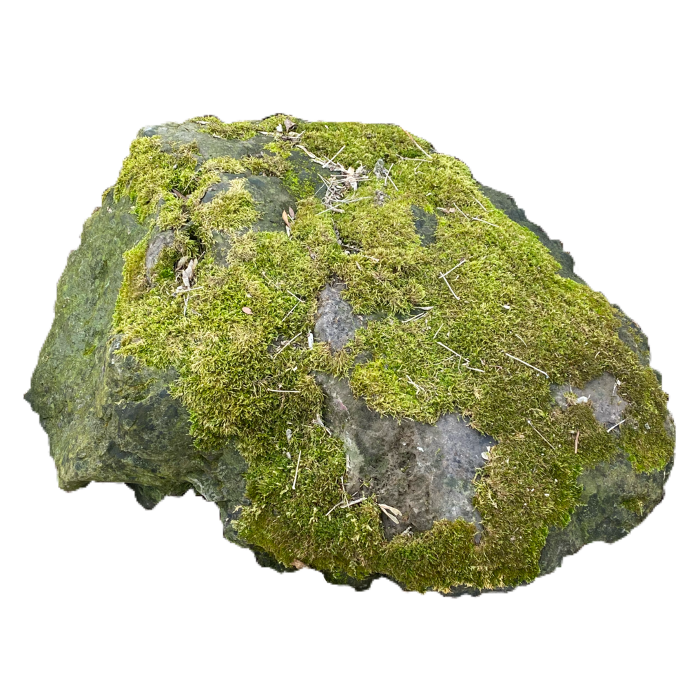 a mossy rock :-)