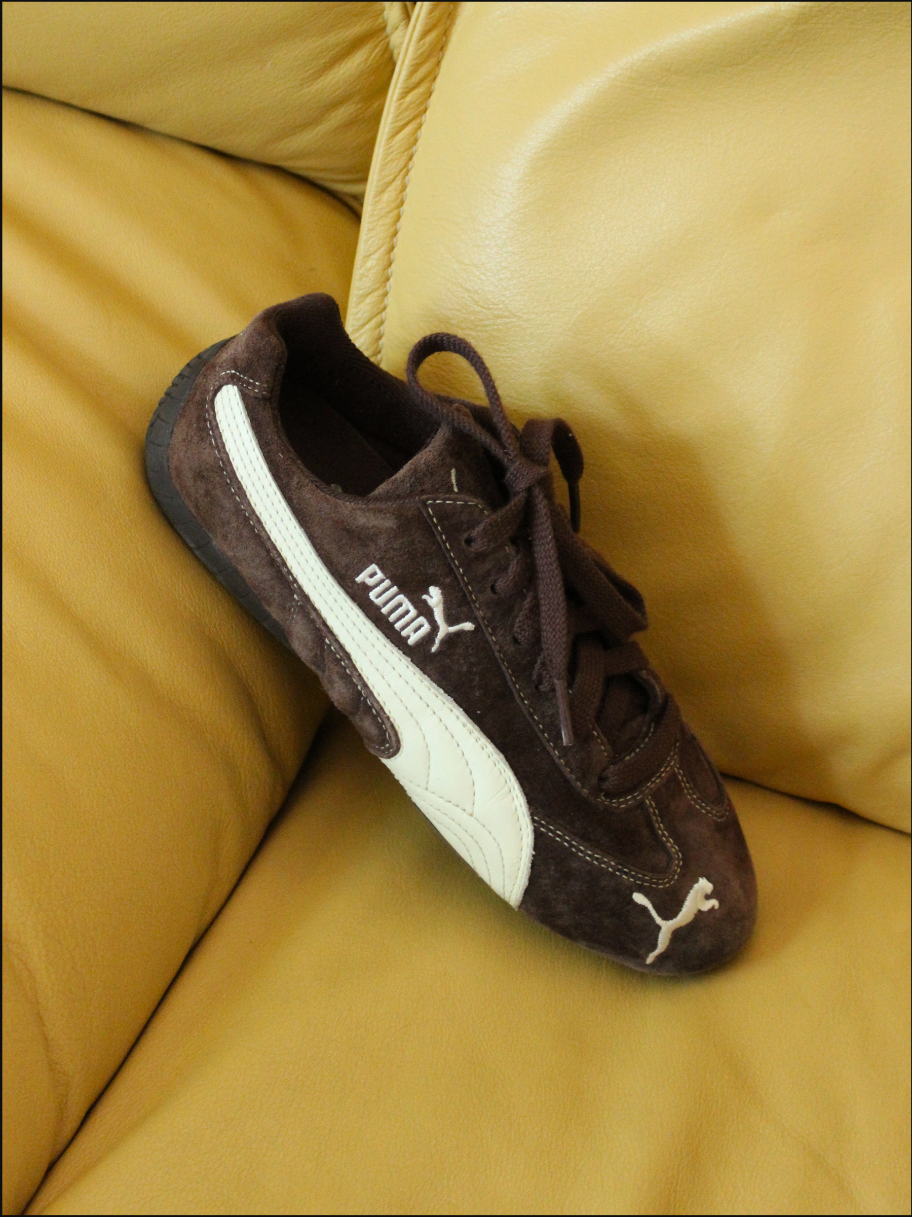 brown pumas cover (2).png