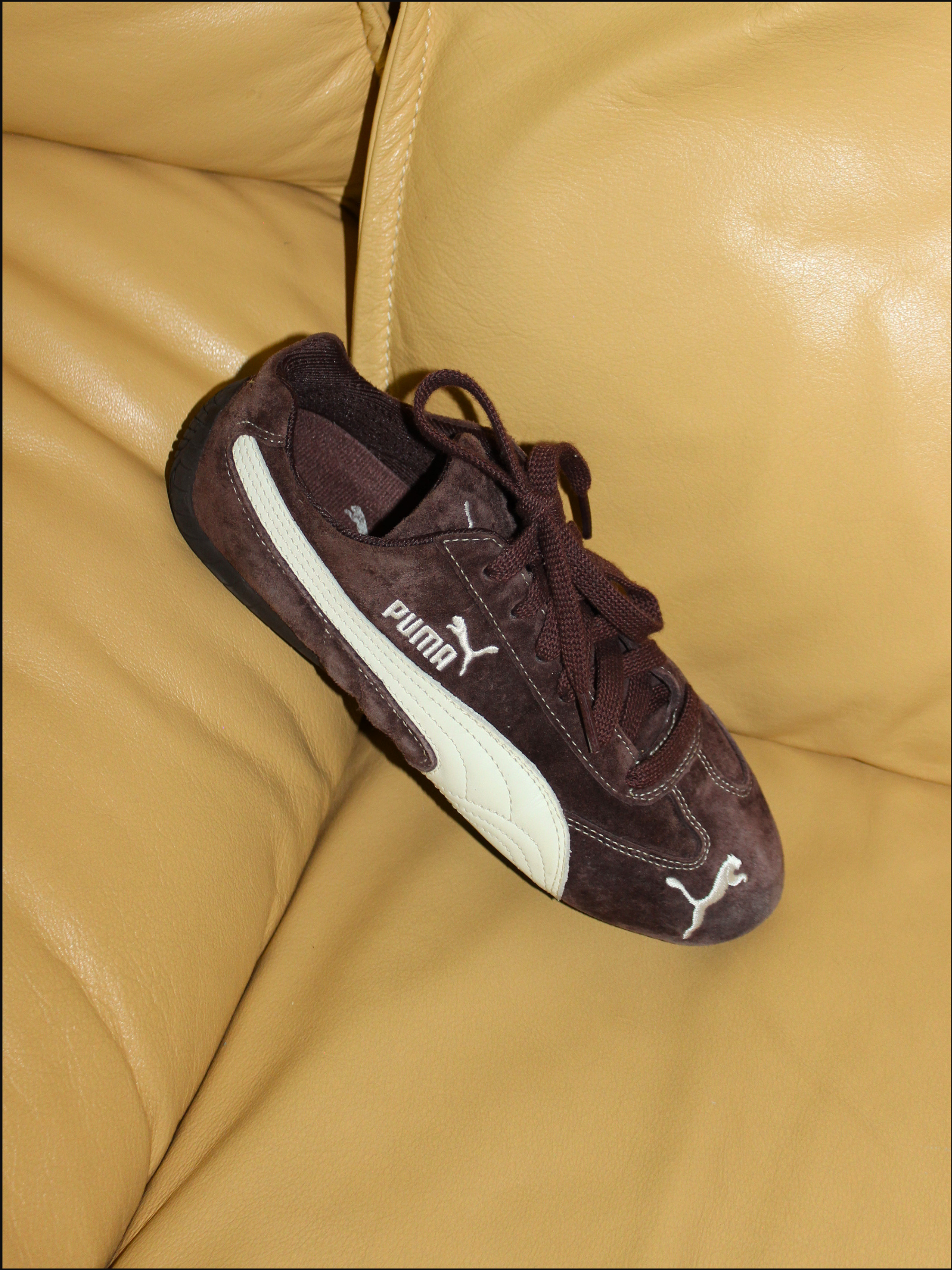 brown pumas cover (3).png