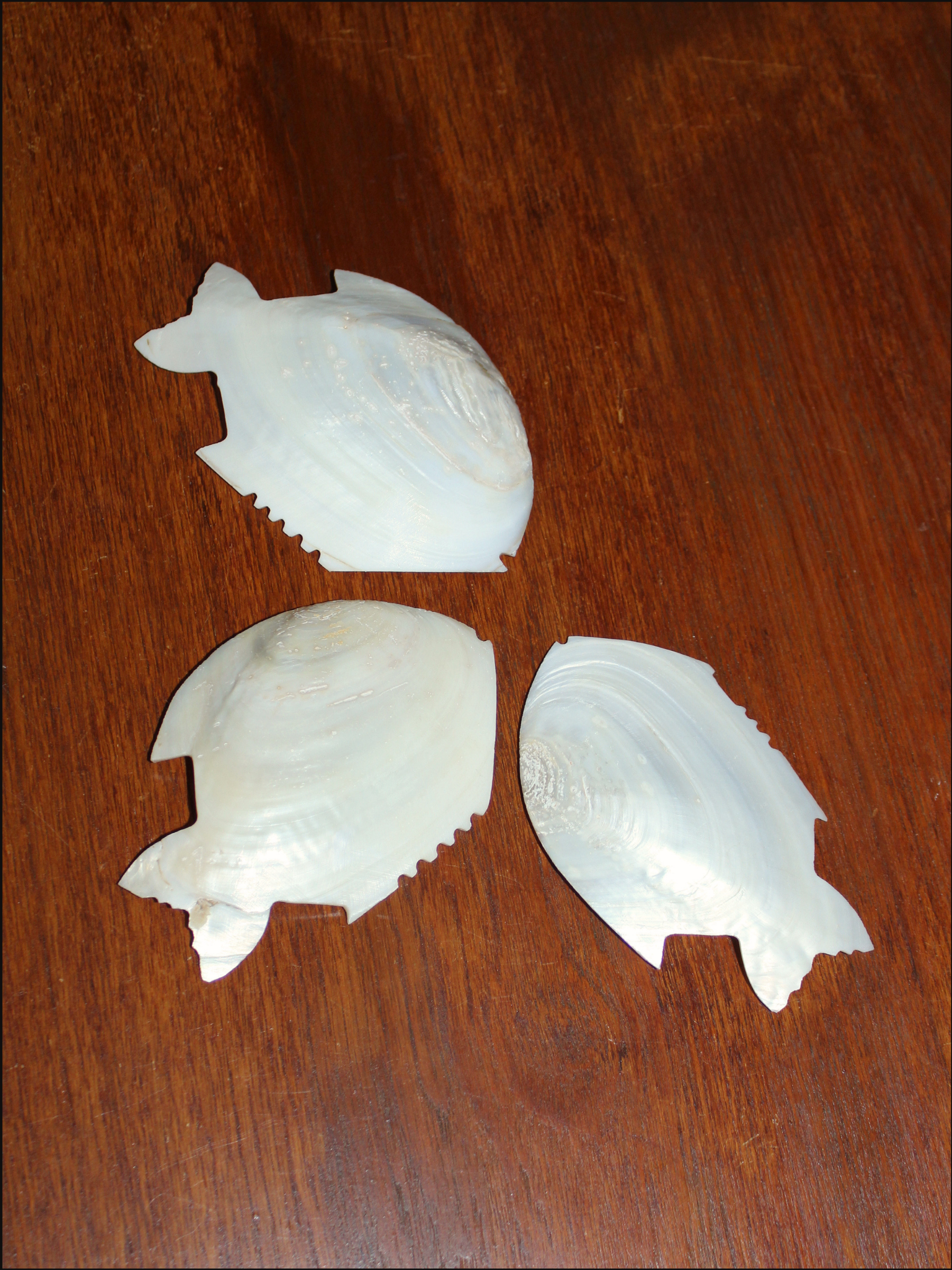 shell fish dish cover (10).png