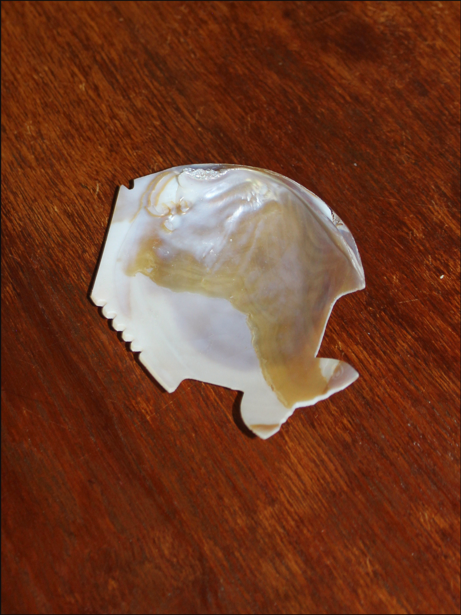 shell fish dish cover (8).png