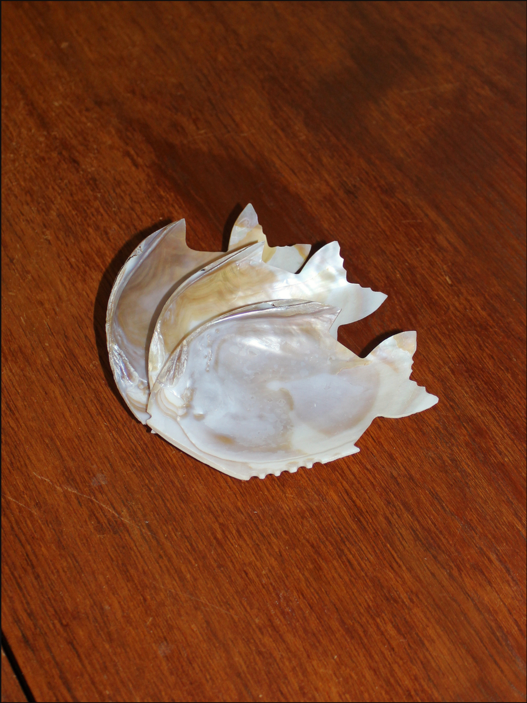 shell fish dish cover (11).png