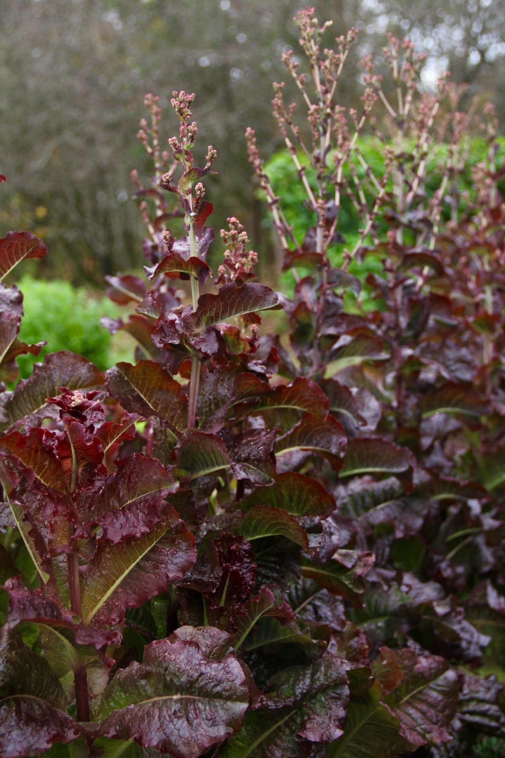 Bolted Lettuce.jpg