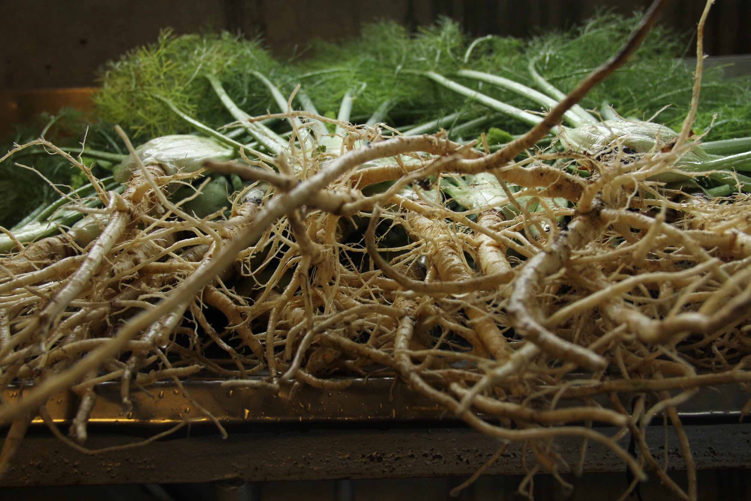 Fennel.jpg