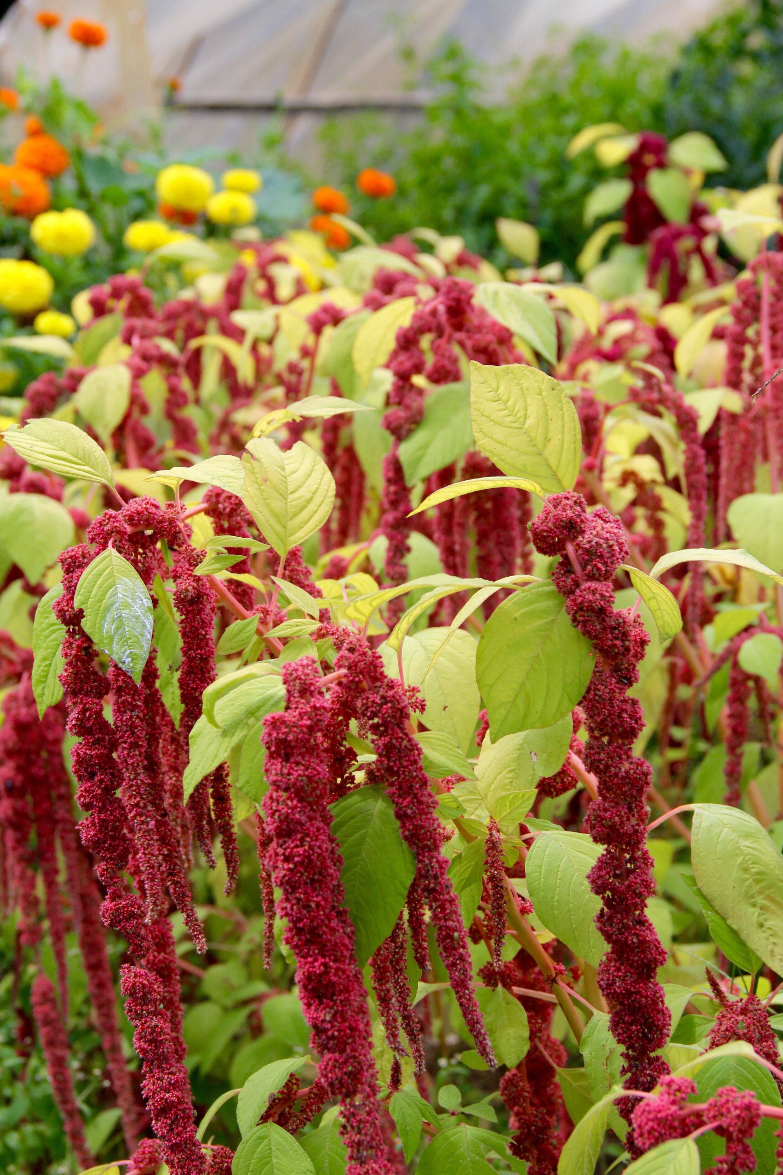 Amaranth.jpg