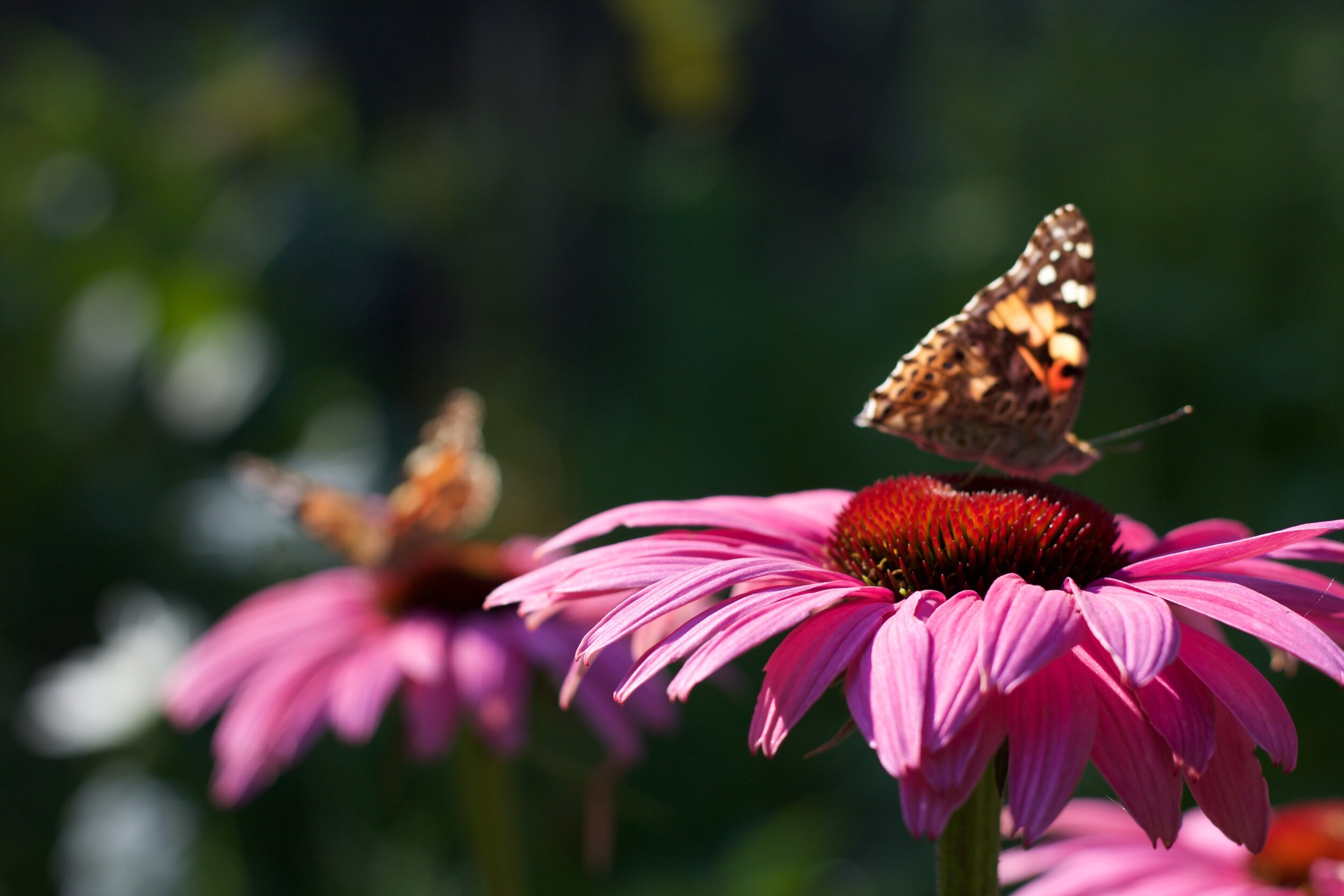 Echinacea.jpg