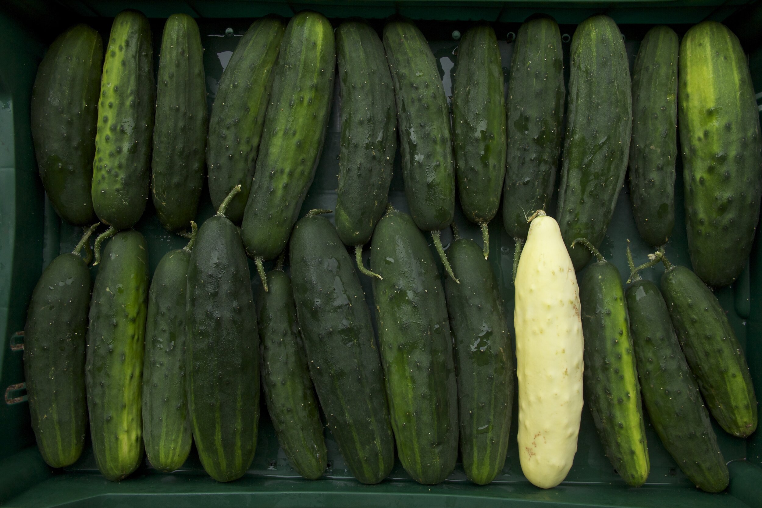 Cucumbers.jpg