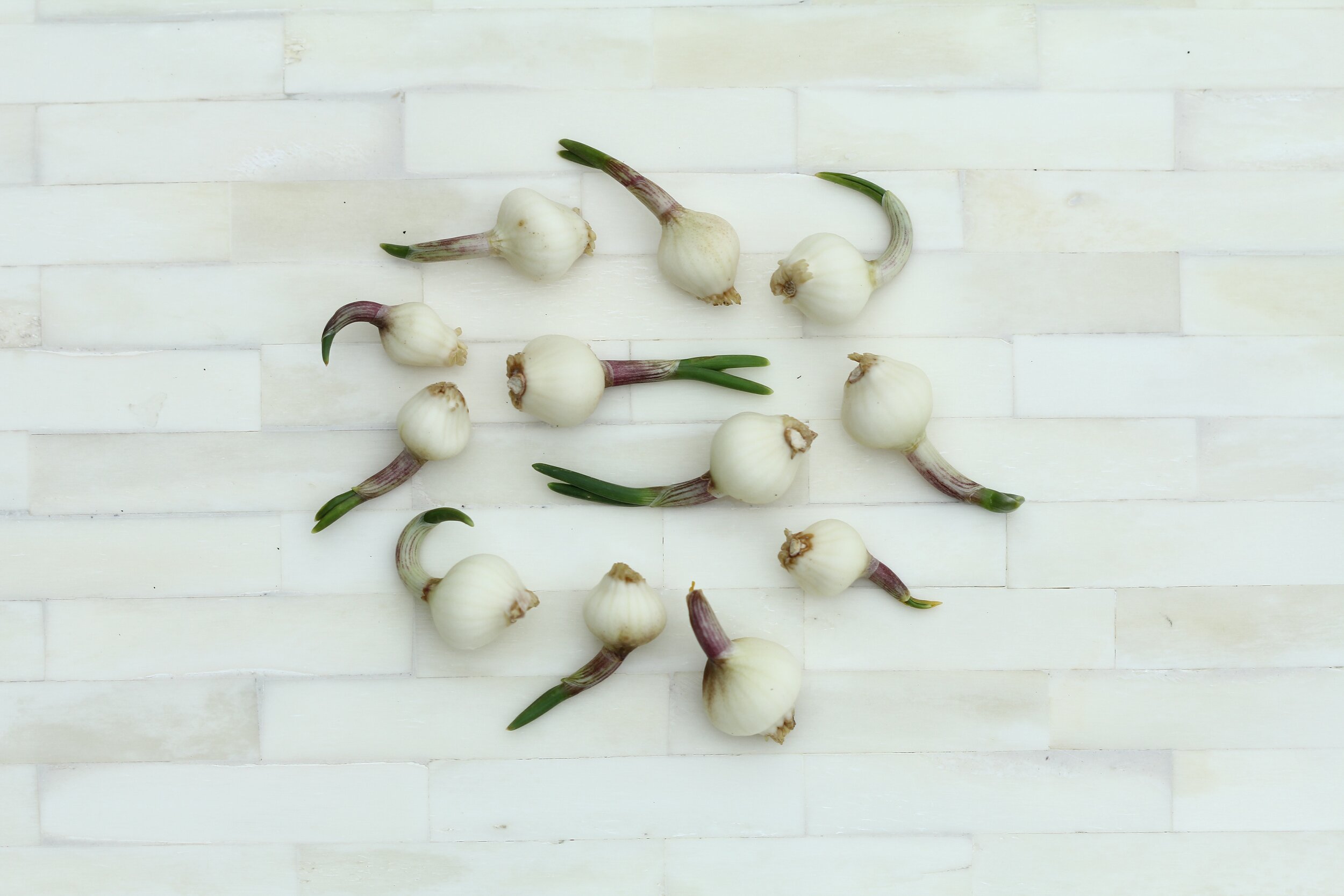 Garlic.jpg