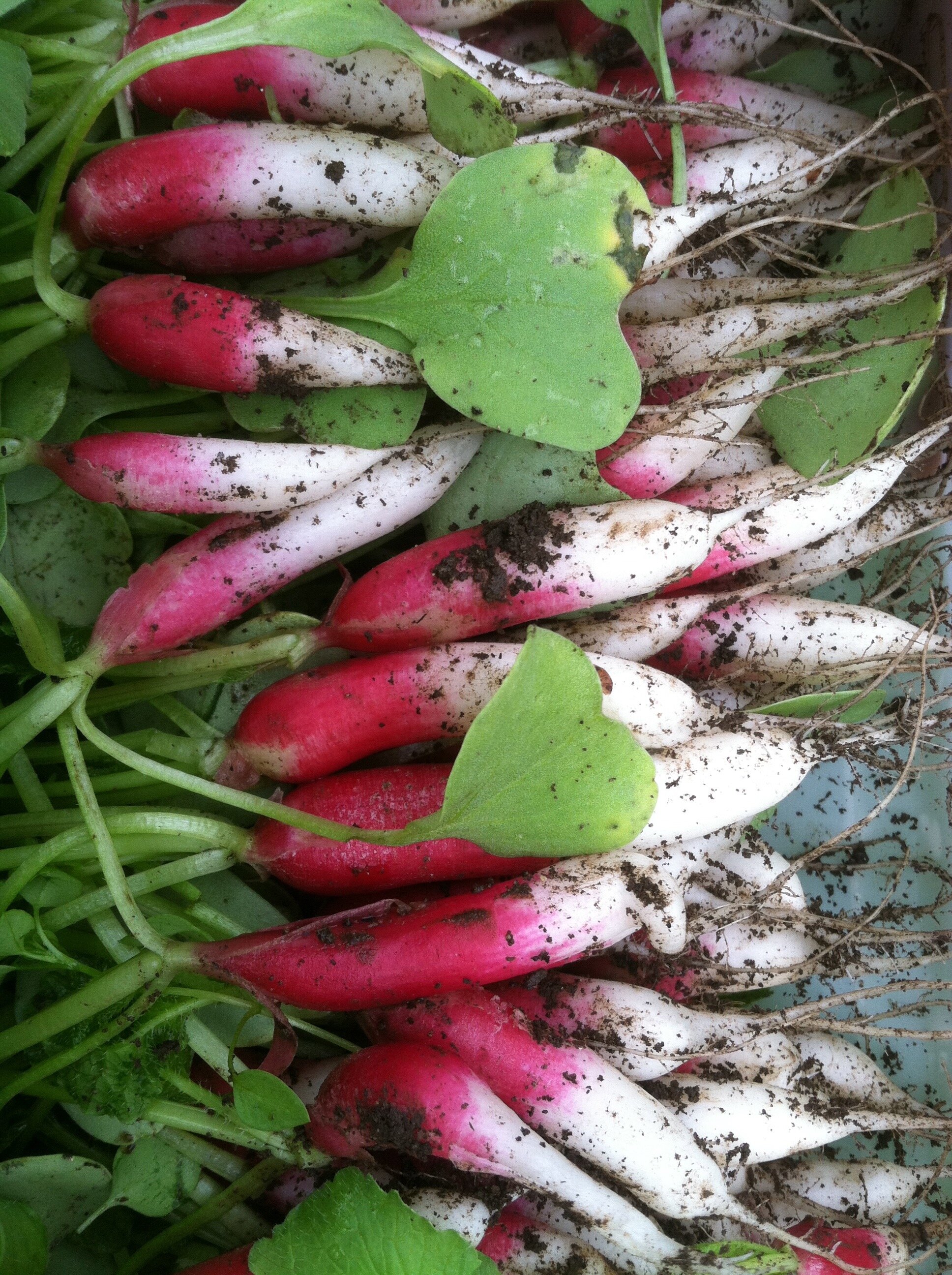 Radish2.jpg