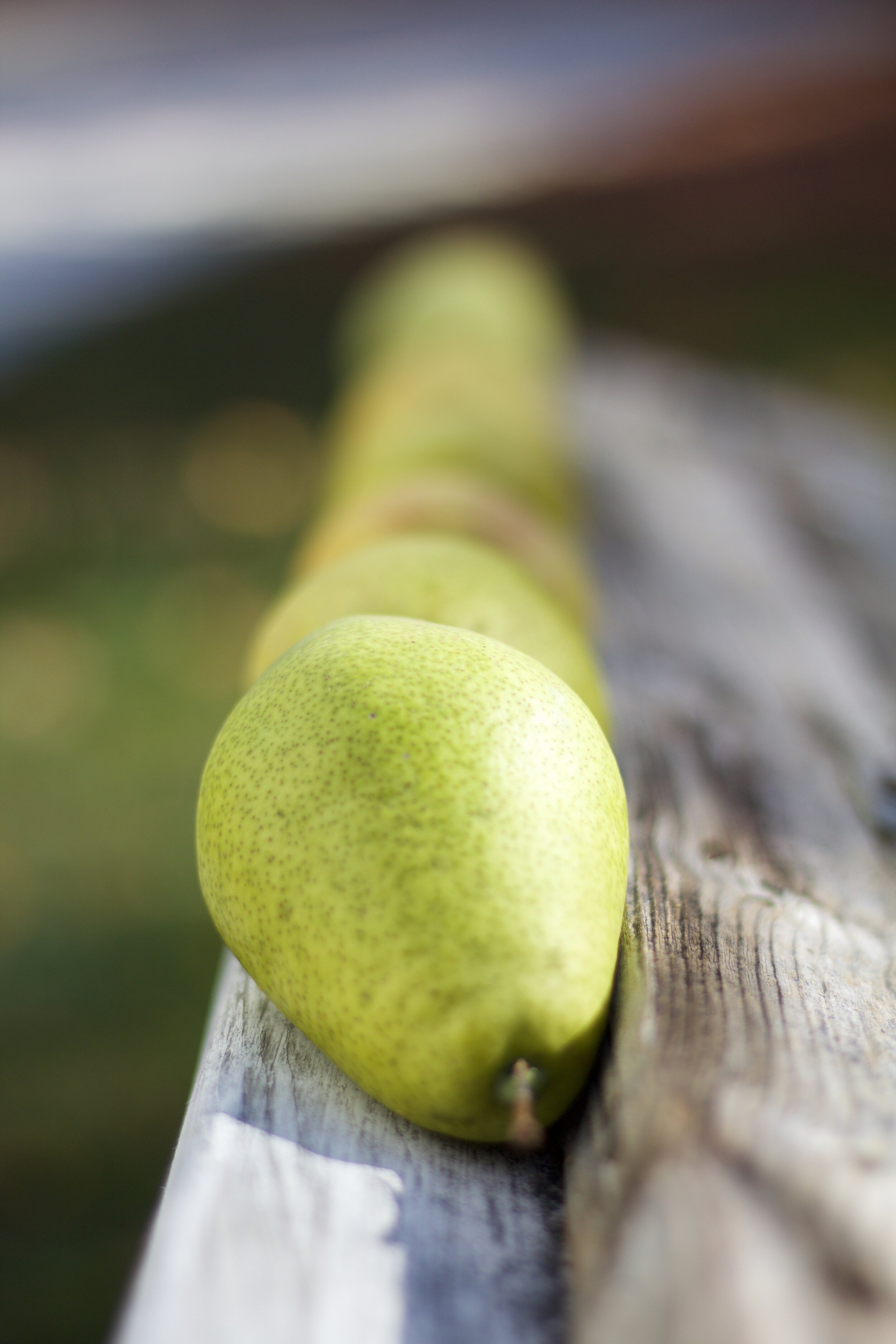 Pears.jpg