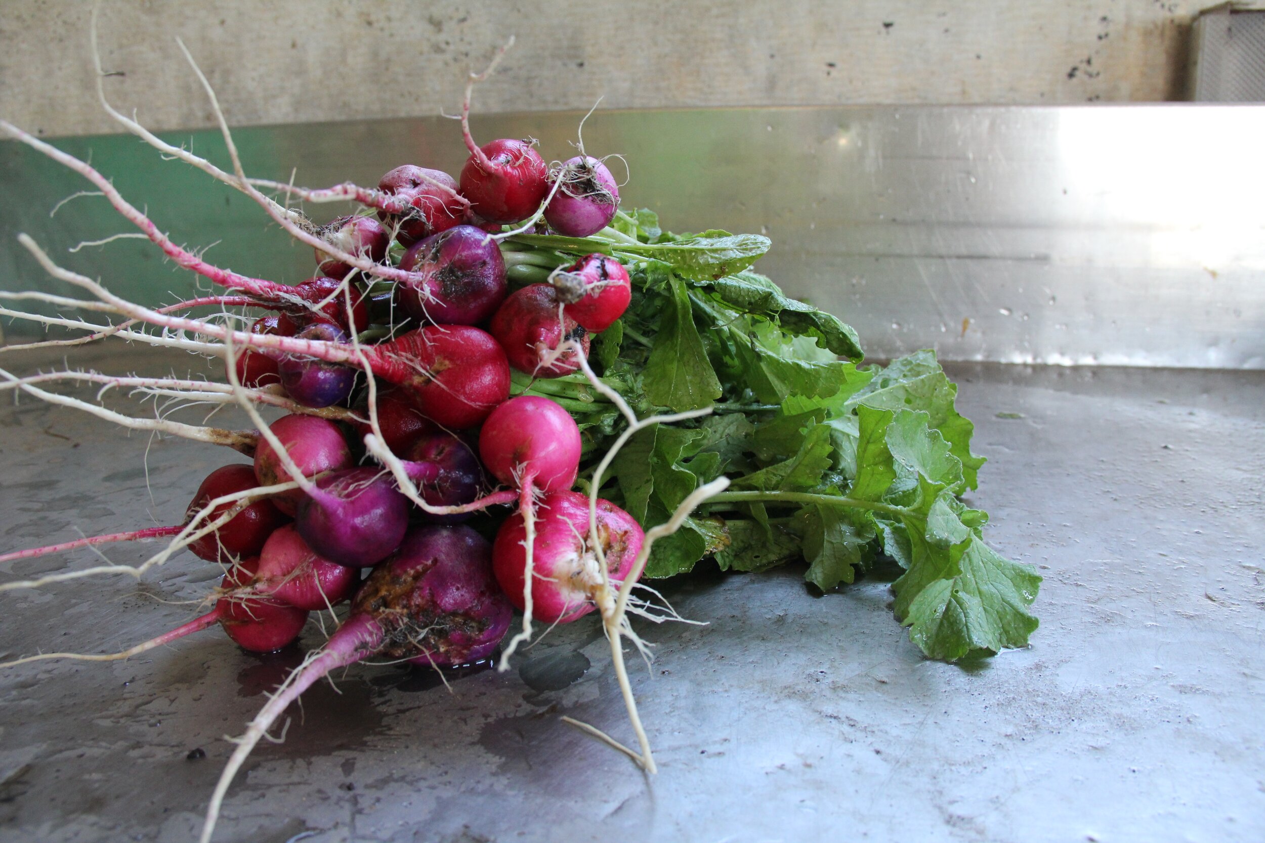 Radish.jpg