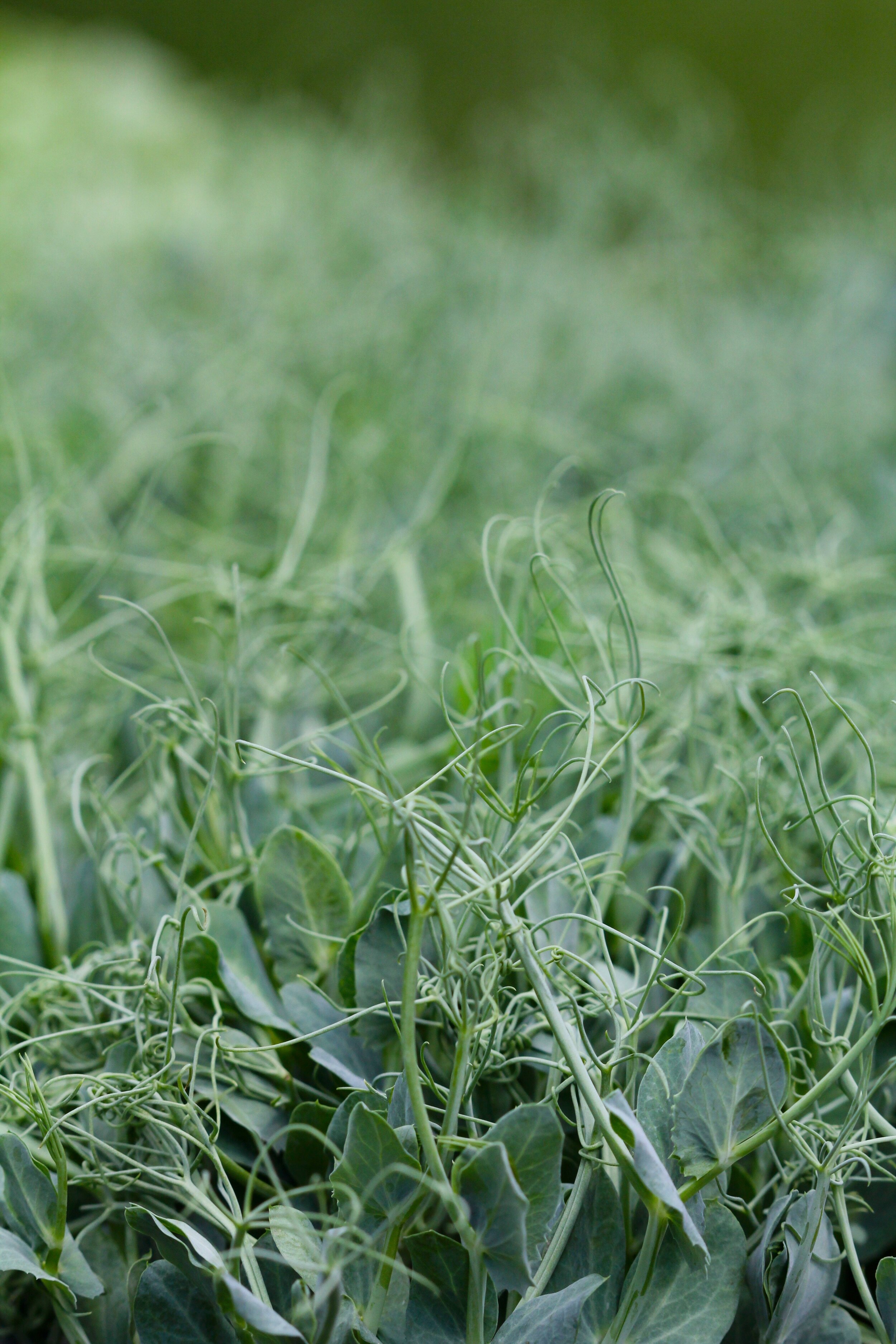 Pea Sprouts.jpg