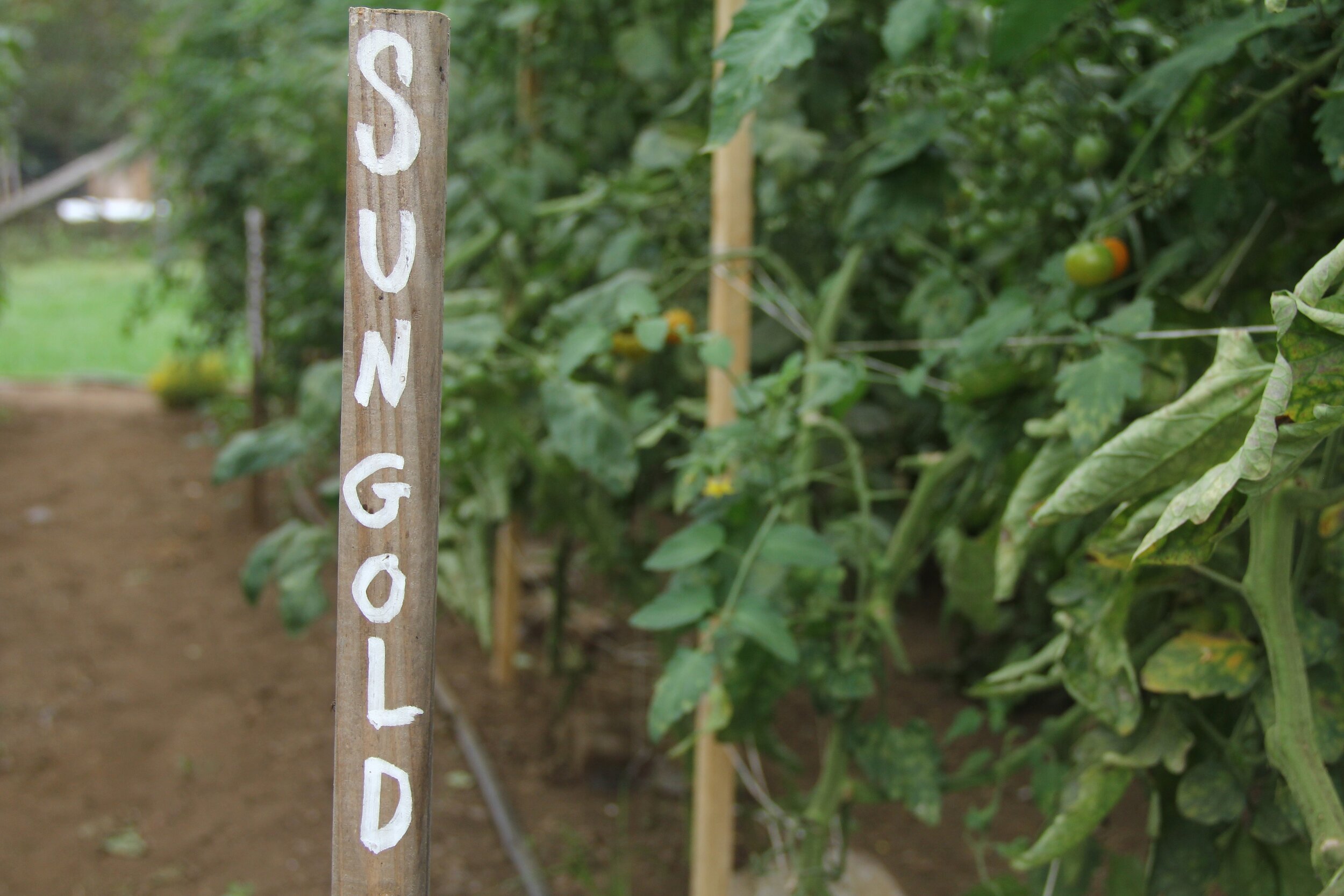 SungoldCherries.jpg