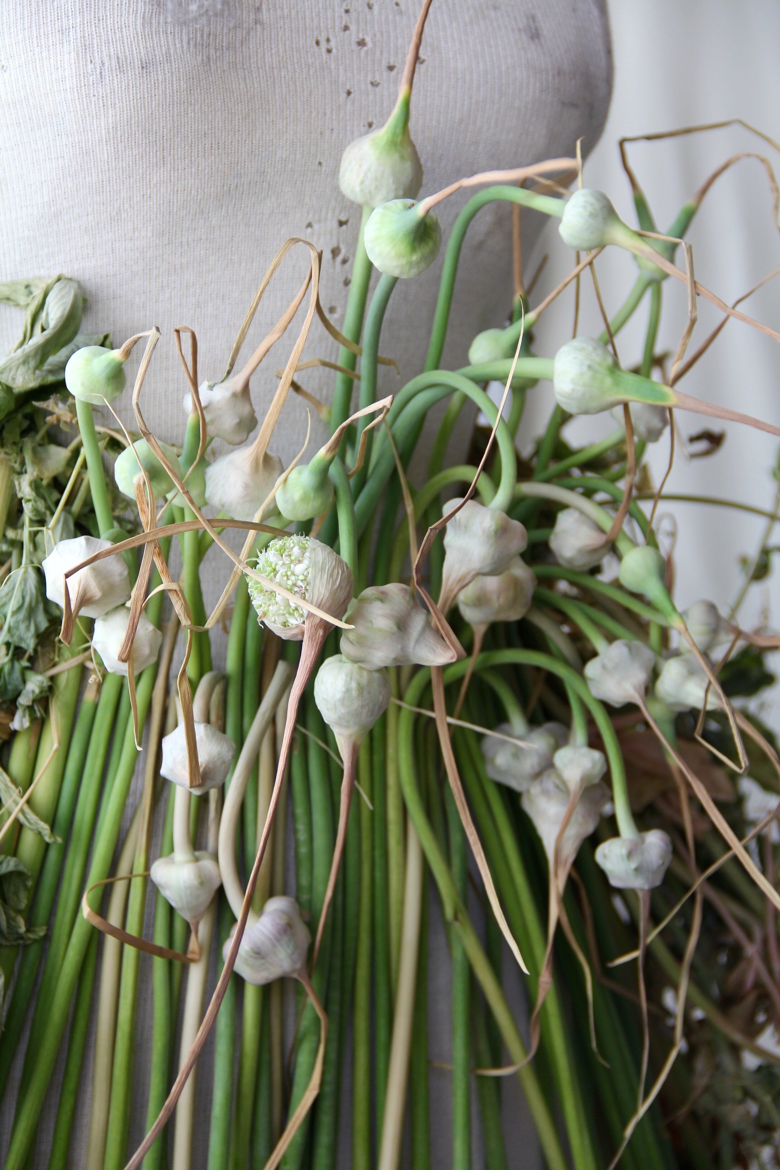 Garlic Scapes.jpg