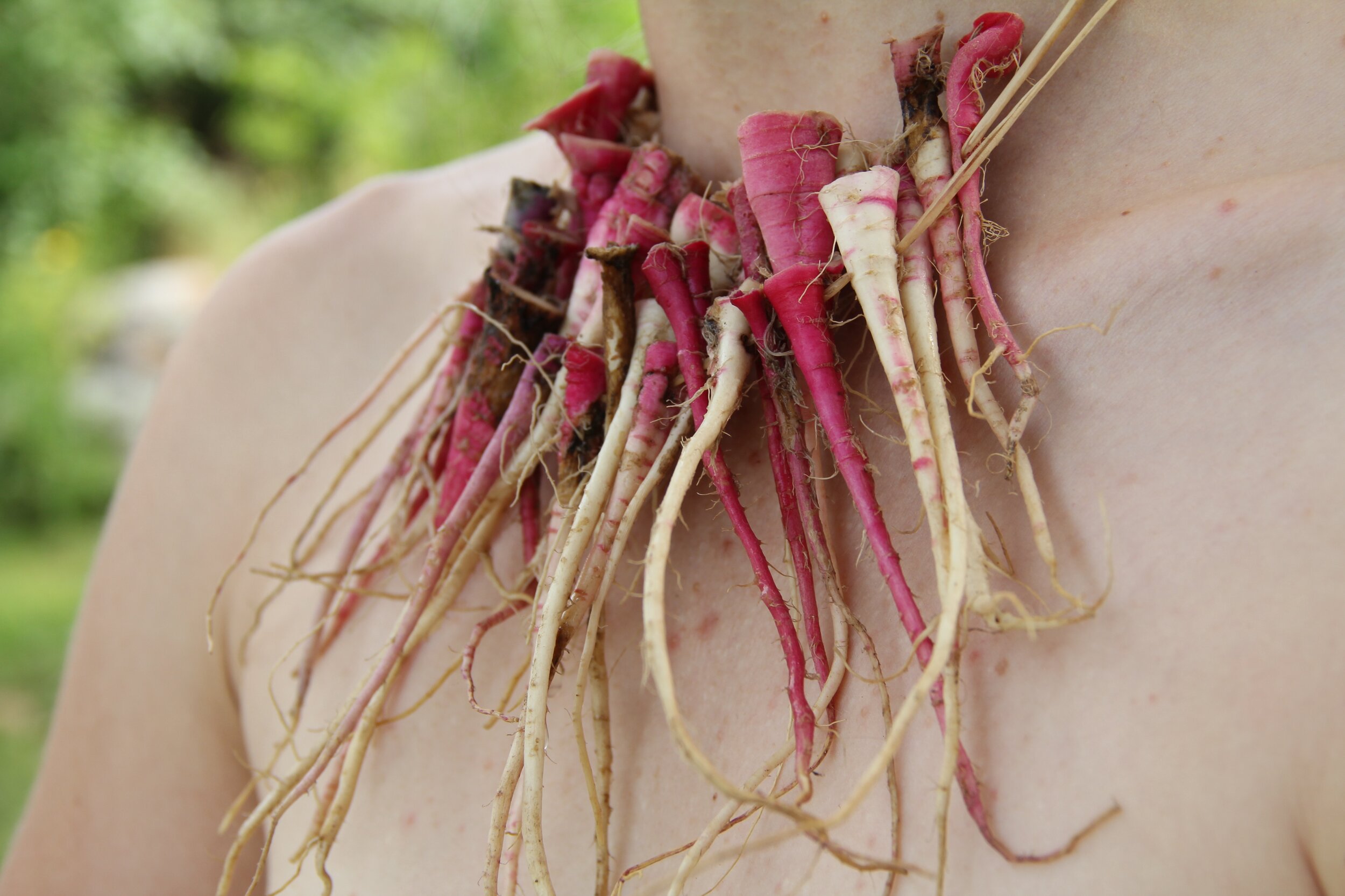Radish Necklace.jpg
