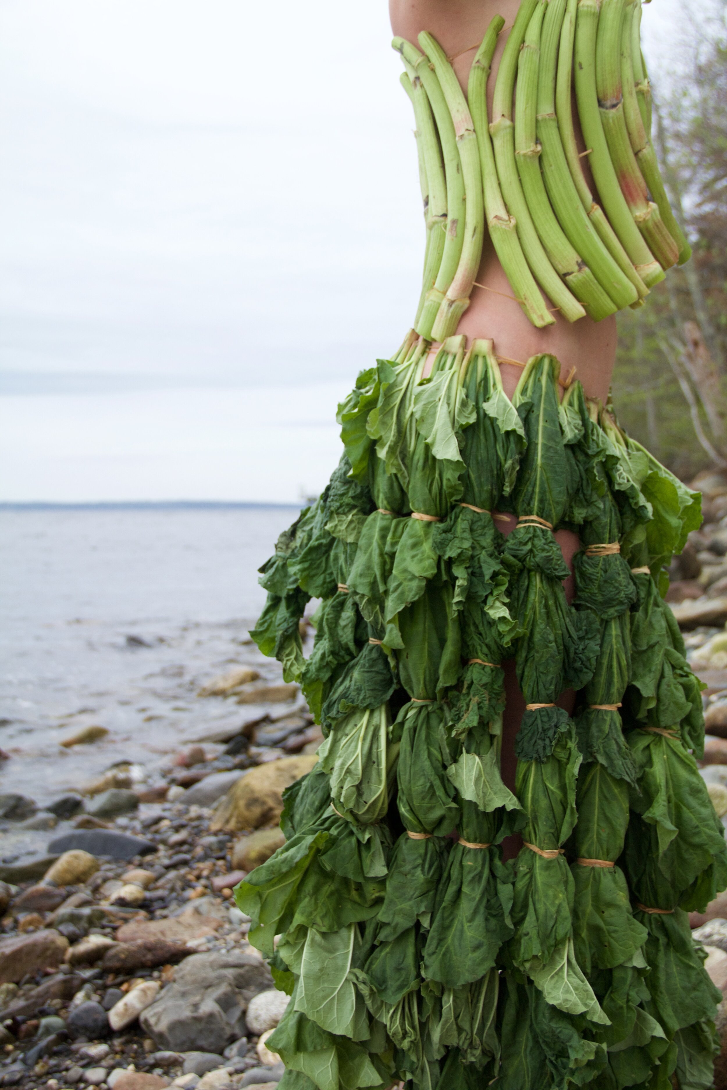 Rhubarb 1.jpg