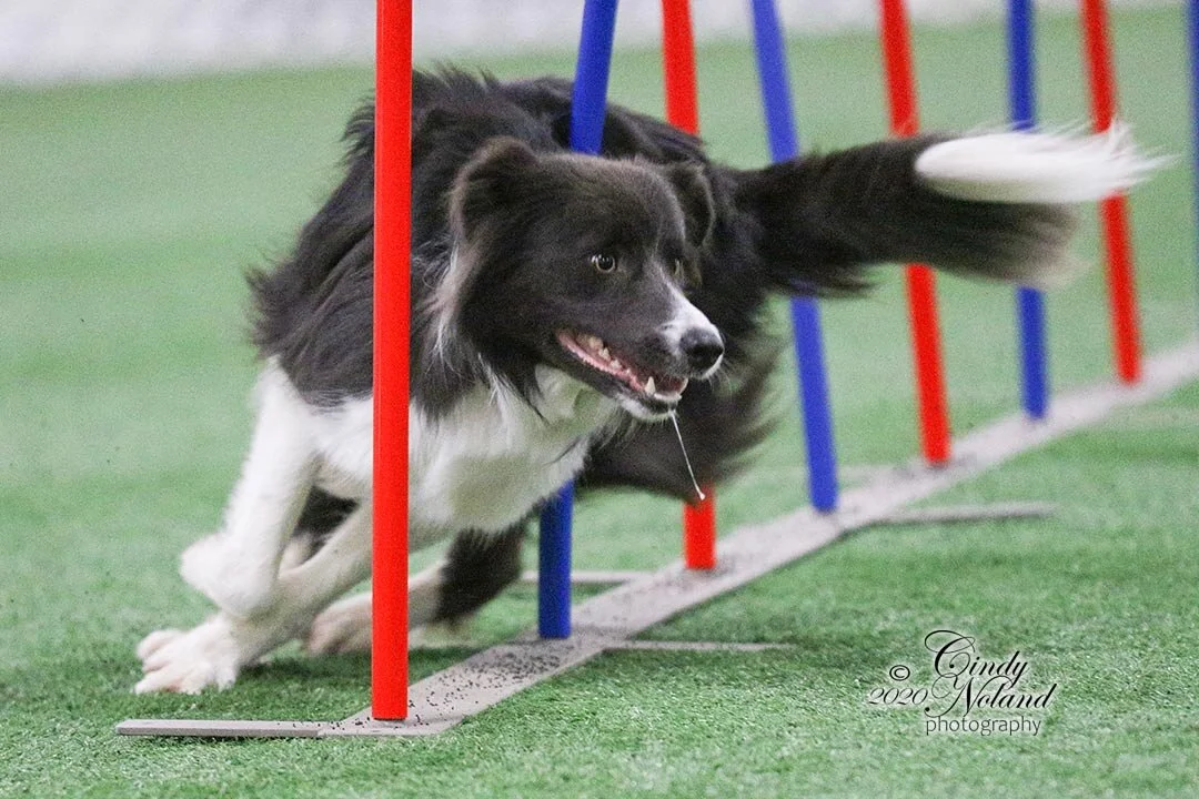 cutting a yorkie's hair